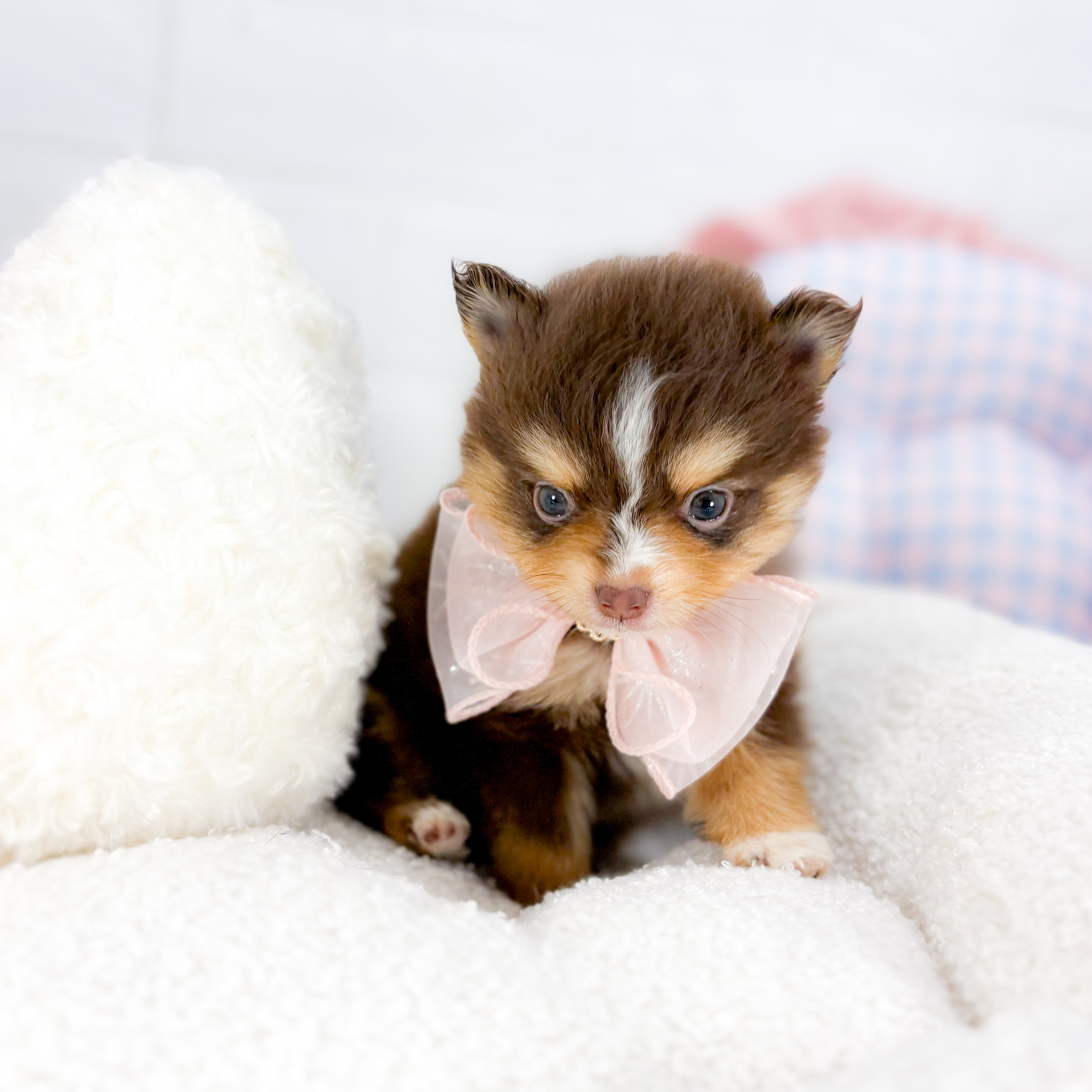 神奈川県のポメラニアン (犬の家＆猫の里元住吉ブレーメン通り店/2025年9月16日生まれ/女の子/チョコレートタンホワイト)の子犬の3枚目の画像