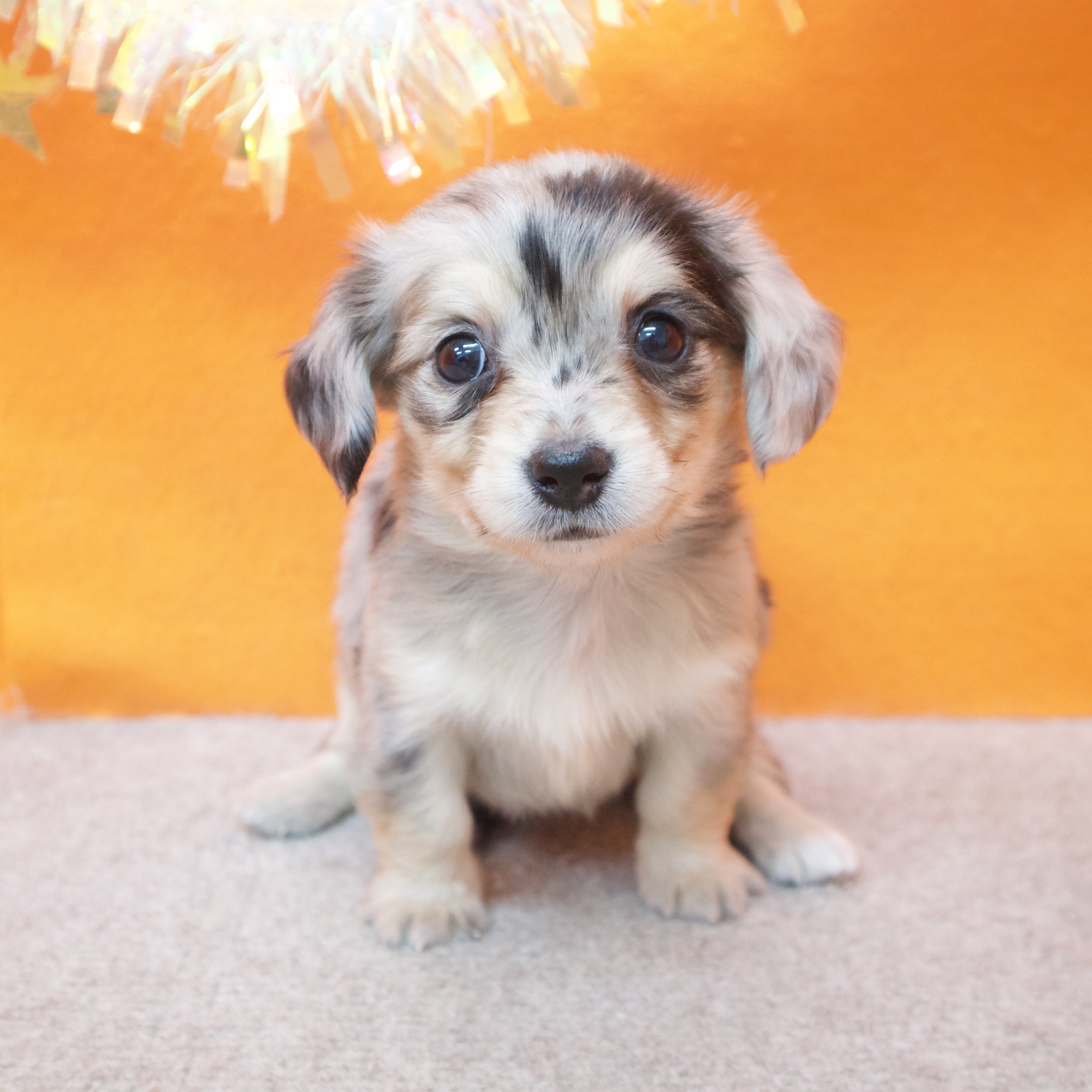 大阪府のチワックス(チワワ×ダックス) (犬の家＆猫の里吹田店/2025年10月29日生まれ/女の子/ブルーマール)の子犬の3枚目の画像