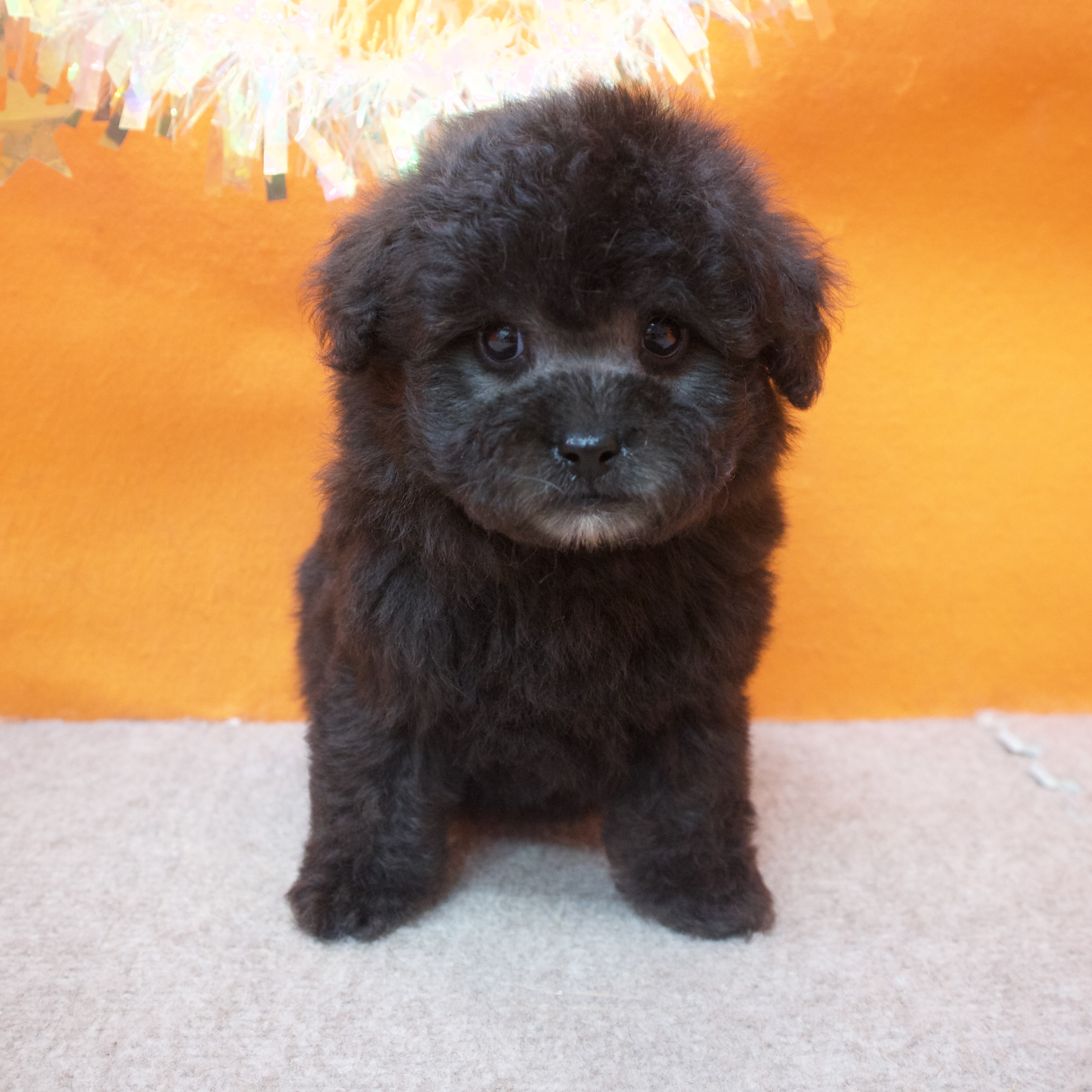 大阪府のトイプードル(トイ) (犬の家＆猫の里吹田店/2025年11月1日生まれ/男の子/グレー)の子犬の3枚目の画像