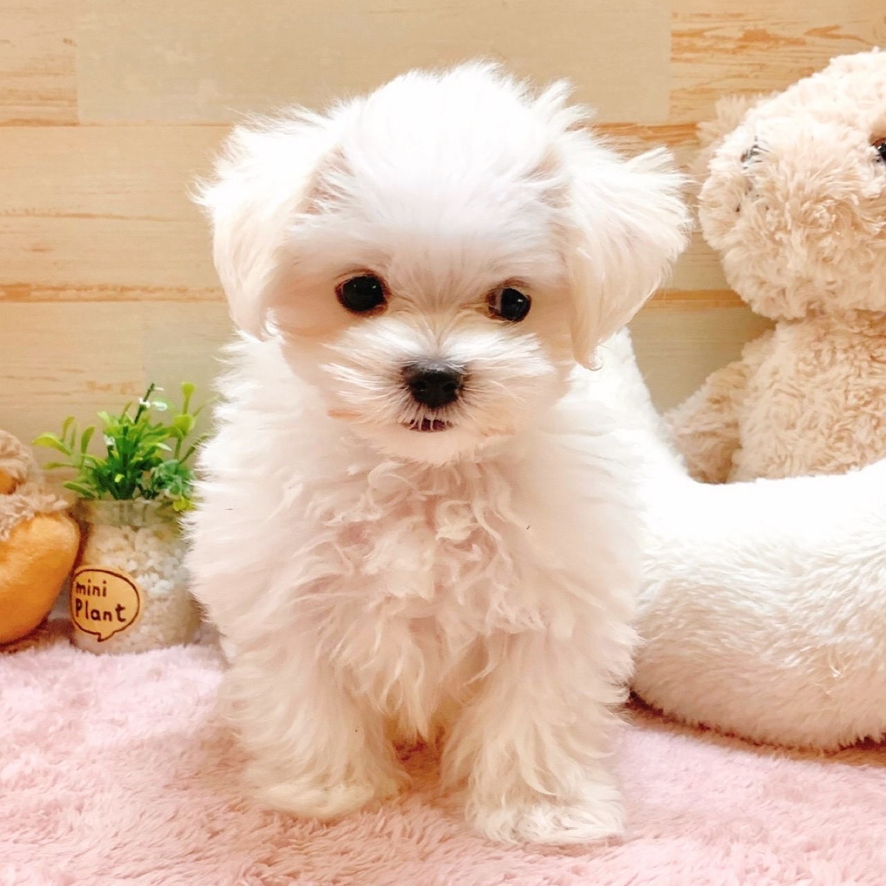 兵庫県のマルチーズ (犬の家＆猫の里神戸店/2025年5月11日生まれ/男の子/ホワイト)の子犬の3枚目の画像