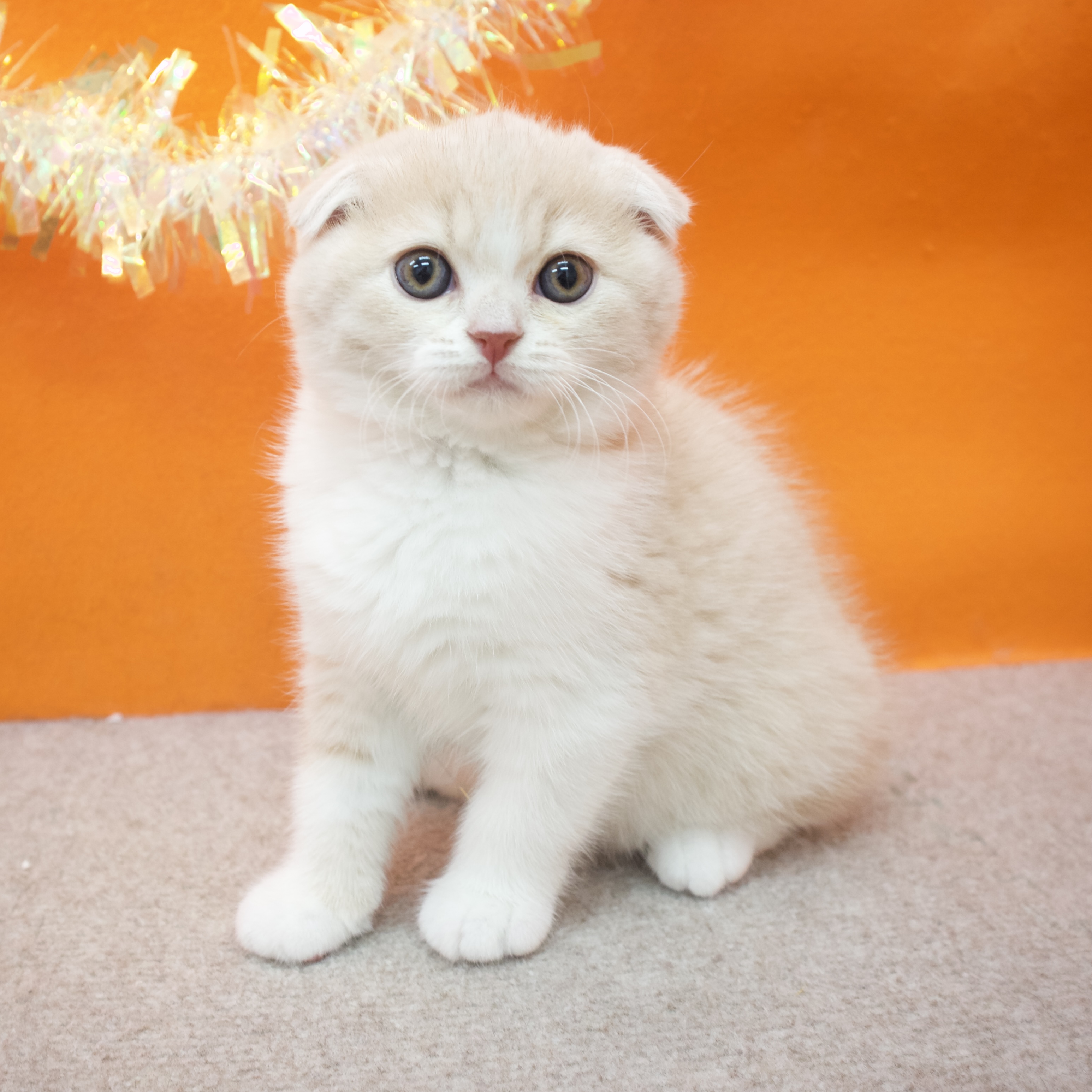 大阪府のスコティッシュフォールド (犬の家＆猫の里吹田店/2025年10月28日生まれ/男の子/クリームタビーホワイト)の子猫の3枚目の画像