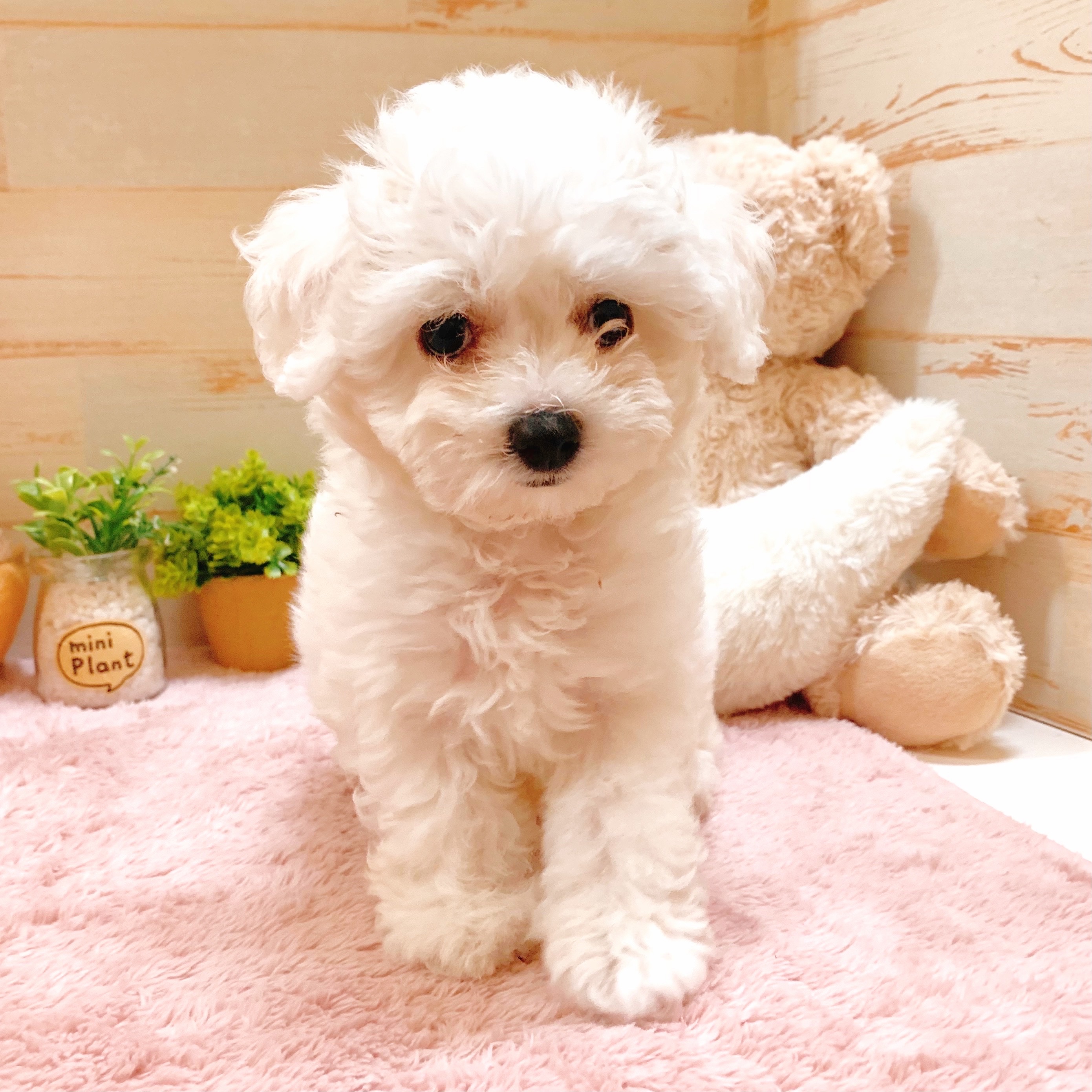 兵庫県のビションフリーゼ (犬の家＆猫の里神戸店/2025年5月12日生まれ/女の子/ホワイト)の子犬の3枚目の画像