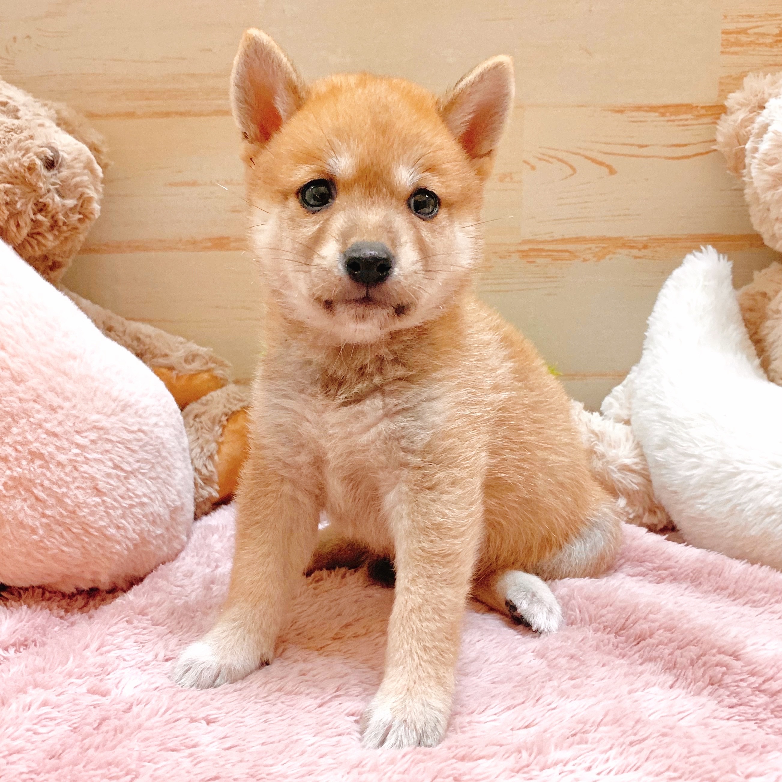 兵庫県の柴犬(標準サイズ) (犬の家＆猫の里神戸店/2025年5月21日生まれ/男の子/赤)の子犬の3枚目の画像