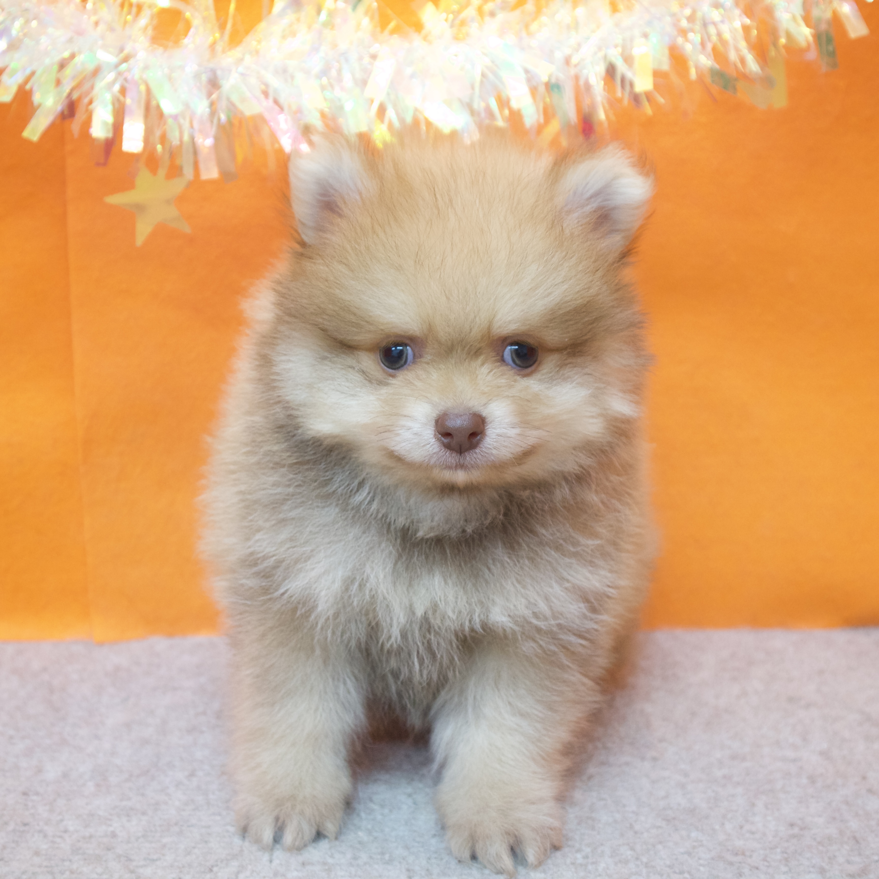 大阪府のポメラニアン (犬の家＆猫の里吹田店/2025年11月8日生まれ/男の子/ビーバー)の子犬の3枚目の画像