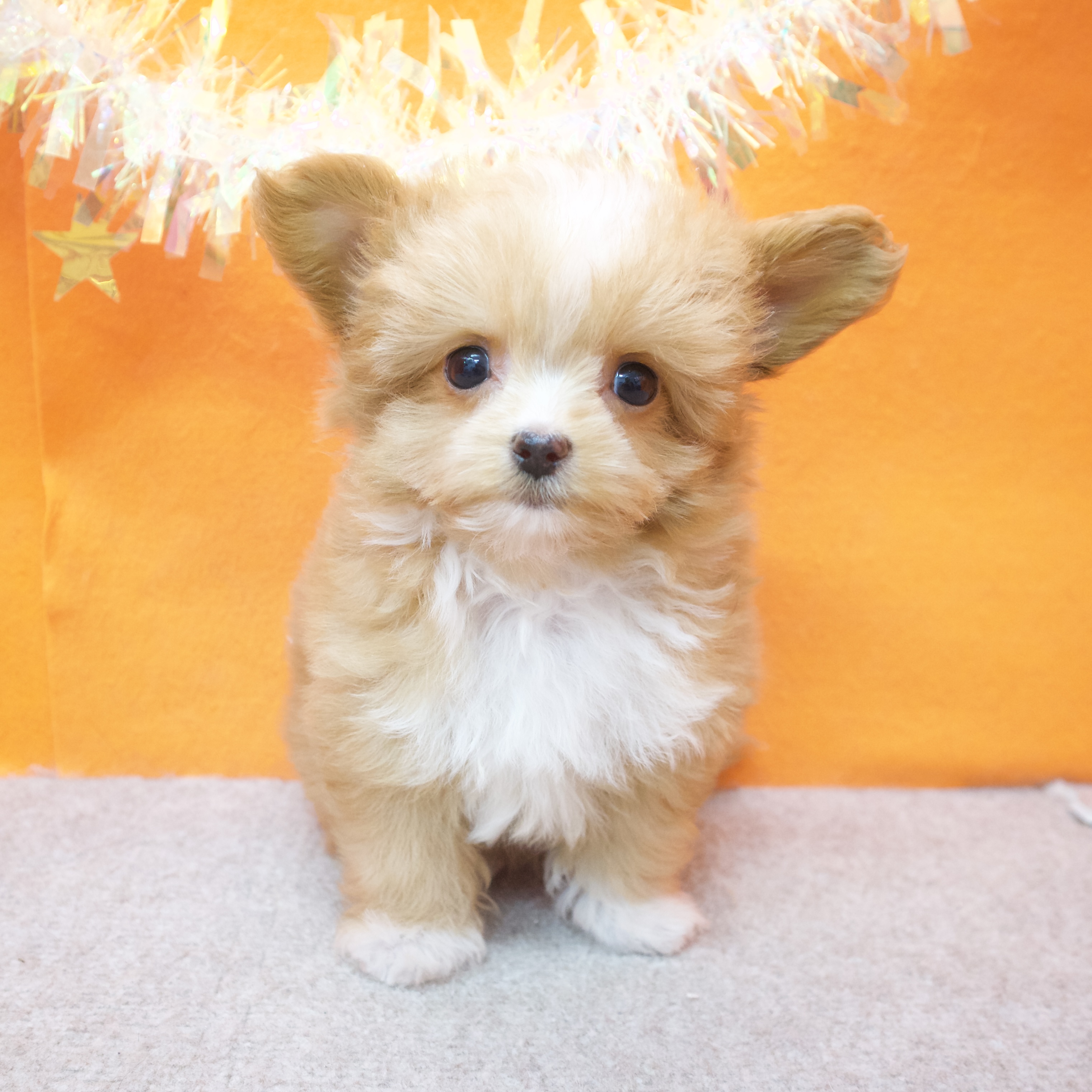 大阪府のチワプー/プーチー(チワワ×プードル) (犬の家＆猫の里吹田店/2025年10月29日生まれ/女の子/レッドホワイト)の子犬の3枚目の画像