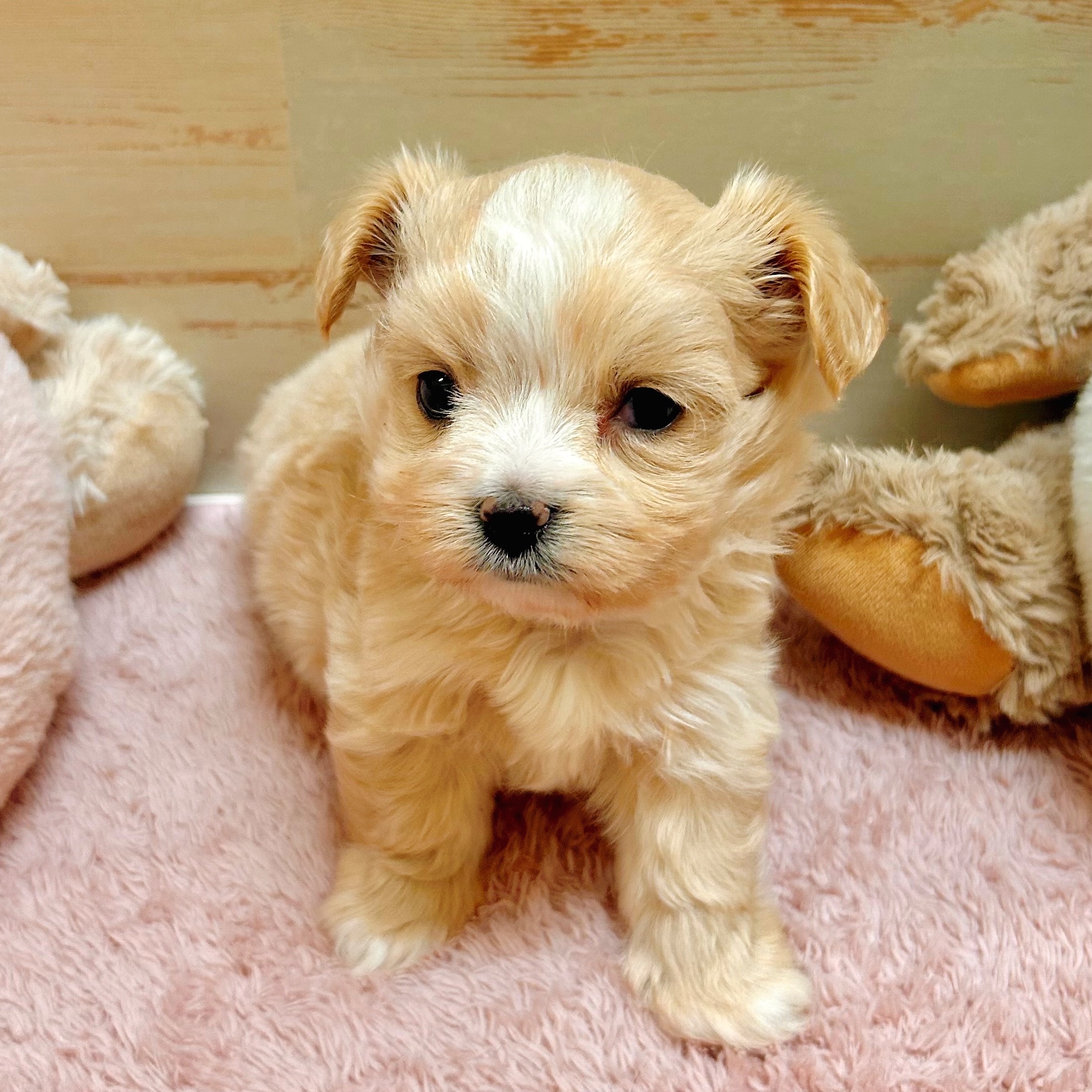 兵庫県のマルプー(マルチーズ×プードル) (犬の家＆猫の里神戸店/2025年11月9日生まれ/男の子/クリーム)の子犬の1枚目の画像