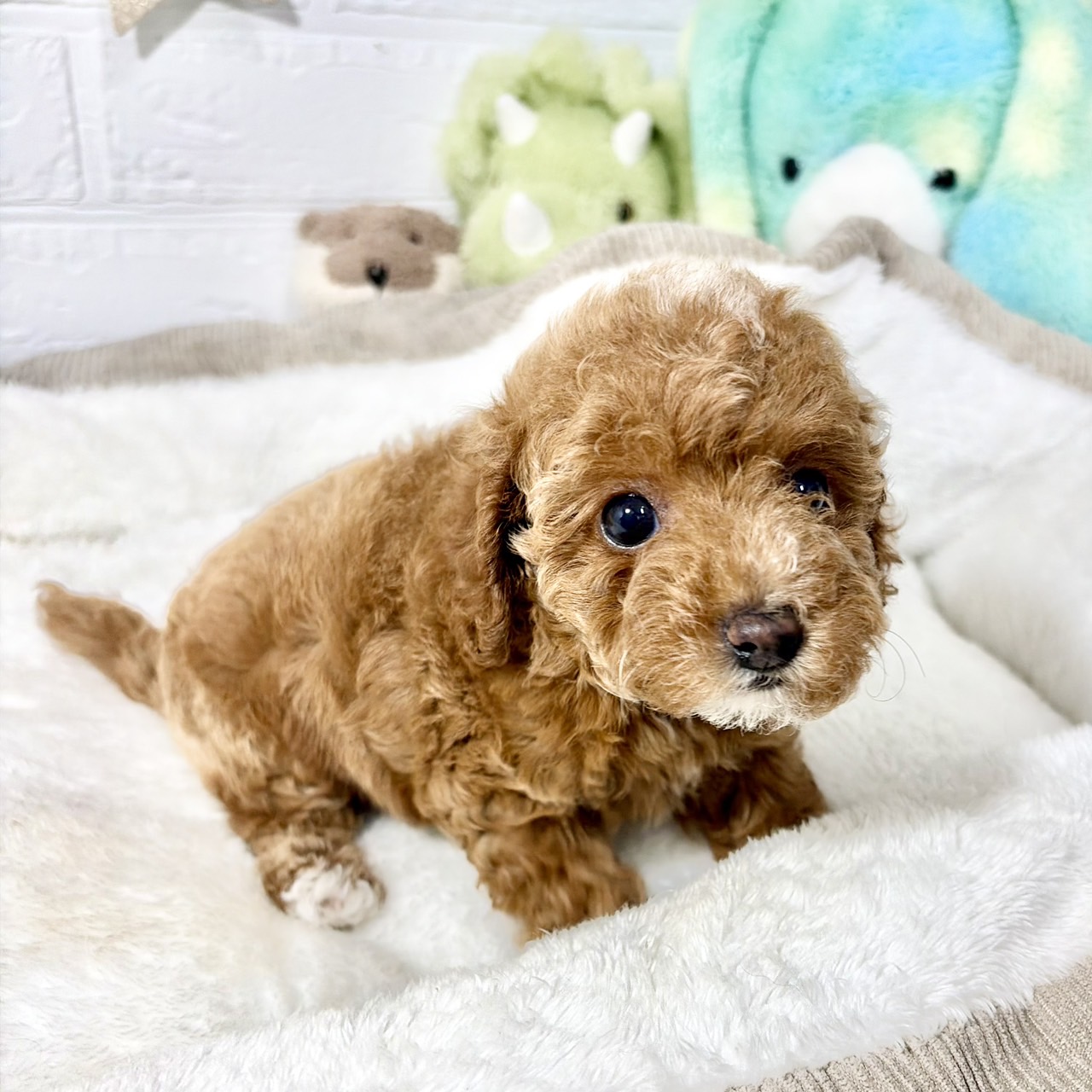 兵庫県のトイプードル(トイ) (犬の家＆猫の里ニッケパークタウン加古川店/2026年7月17日生まれ/女の子/レッドフォーン)の子犬の3枚目の画像