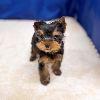 愛知県のヨークシャーテリア (犬の家＆猫の里一宮店/2025年8月19日生まれ/男の子/スチールブルータン)の子犬の3枚目の画像