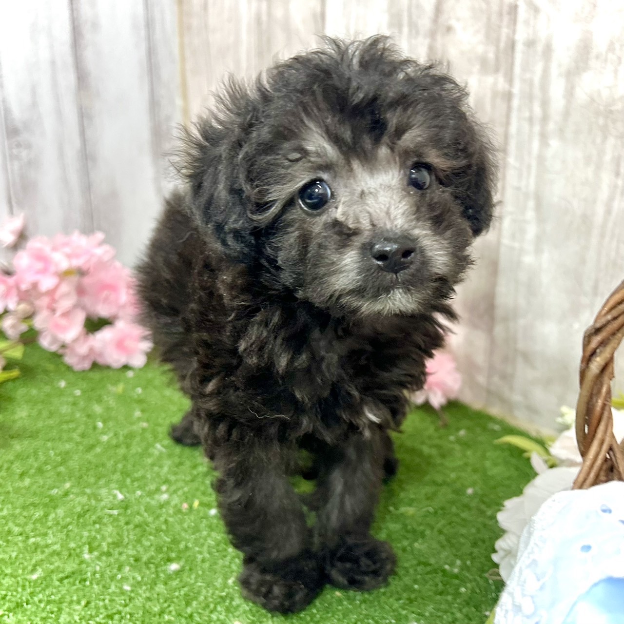 神奈川県のトイプードル(トイ) (犬の家＆猫の里小田原店/2026年2月9日生まれ/女の子/シルバー)の子犬の3枚目の画像