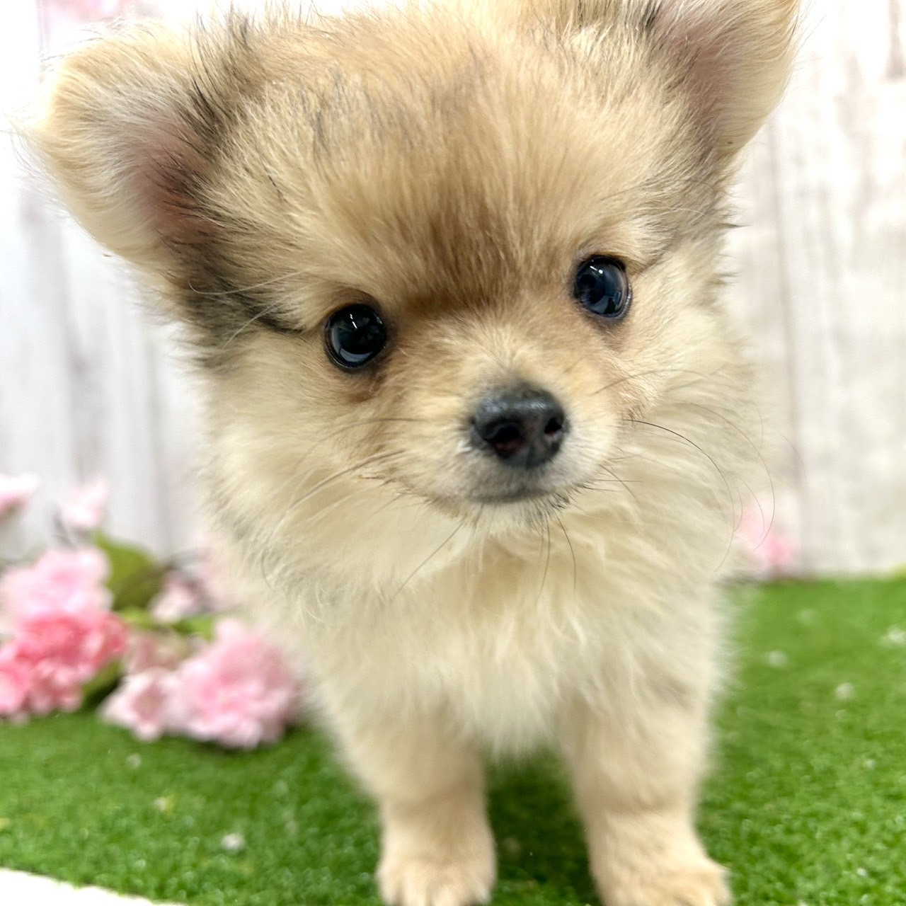 神奈川県のポメチワ/チワポメ/ポメチー(ポメラニアン×チワワ) (犬の家＆猫の里小田原店/2026年2月6日生まれ/女の子/フォーンマール)の子犬の3枚目の画像