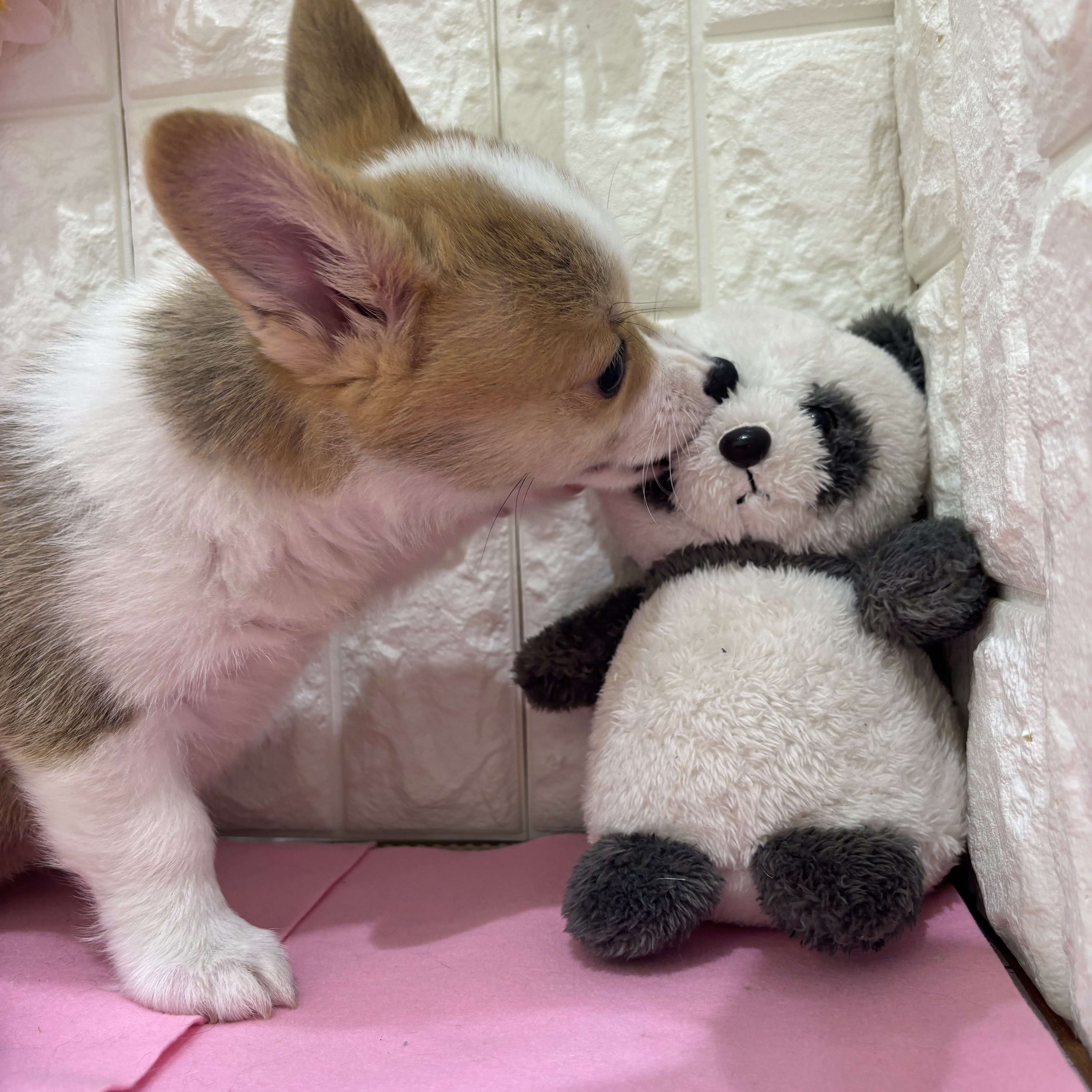 岡山県のウェルシュコーギーペンブローク (犬の家＆猫の里倉敷店/2025年12月6日生まれ/男の子/セーブルホワイト)の子犬の3枚目の画像