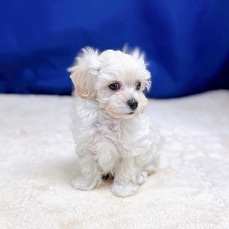 愛知県のマルプー(マルチーズ×プードル) (犬の家＆猫の里一宮店/2025年8月20日生まれ/男の子/クリーム)の子犬の3枚目の画像