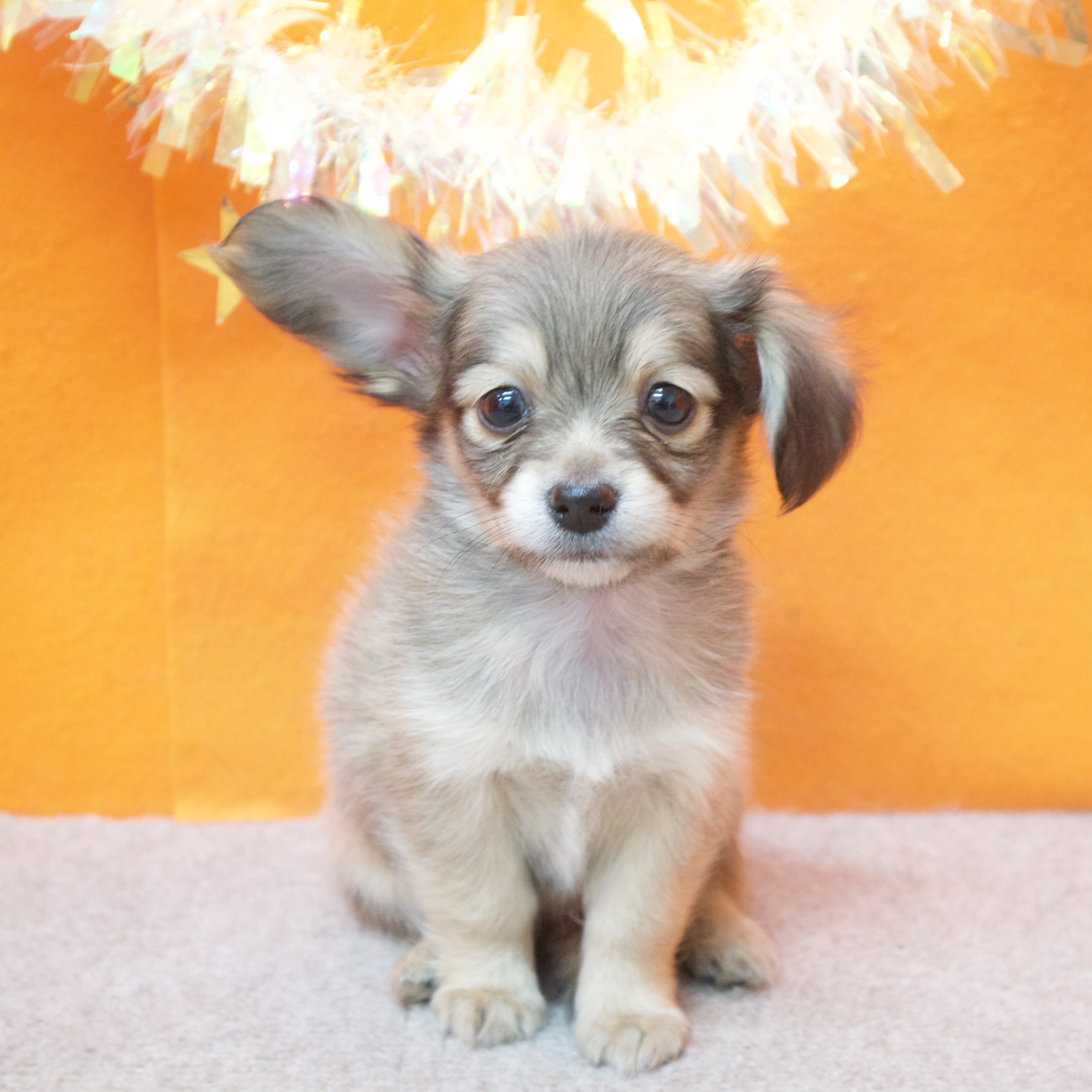 大阪府のチワックス(チワワ×ダックス) (犬の家＆猫の里吹田店/2025年11月30日生まれ/男の子/シェーデットイエロー)の子犬の3枚目の画像