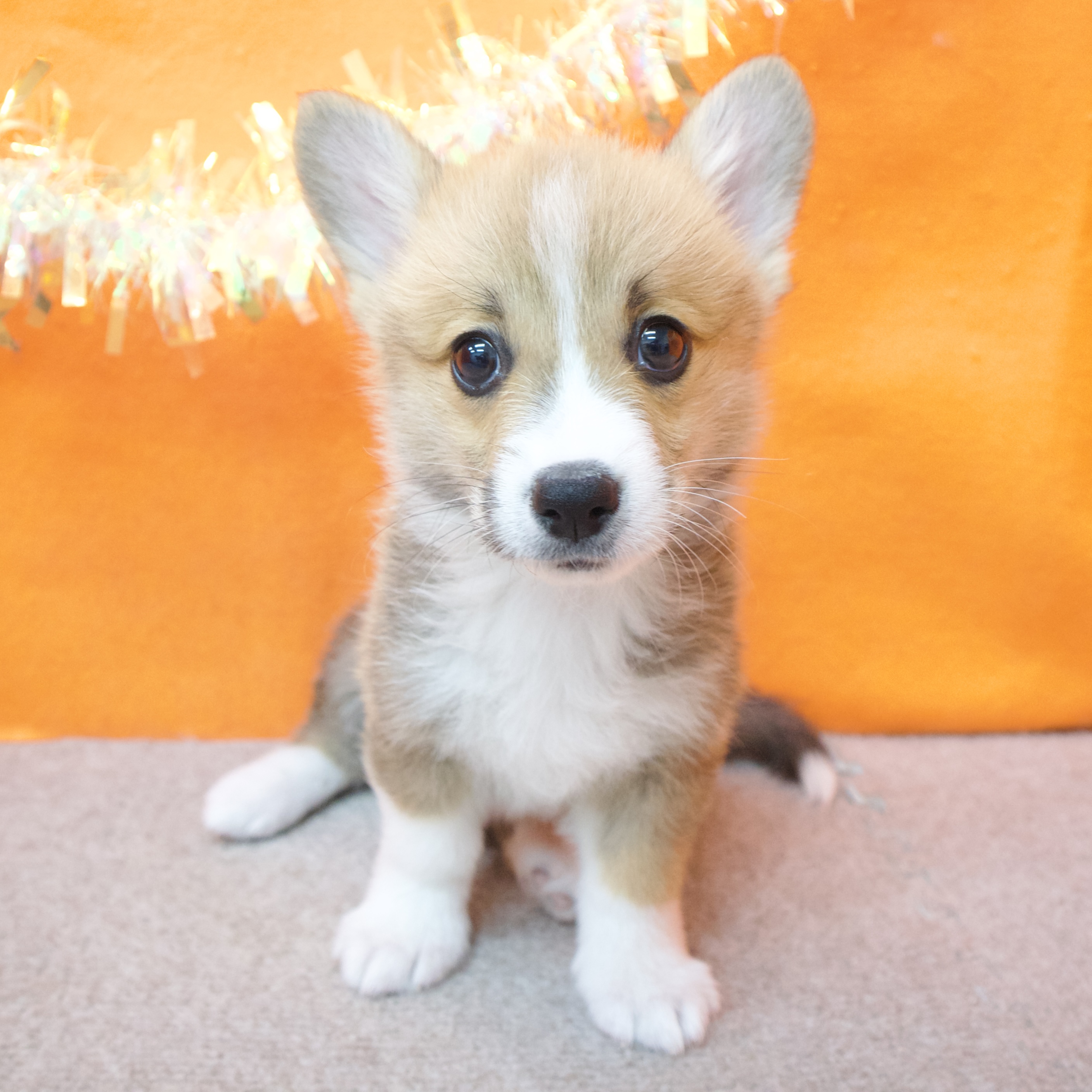 大阪府のウェルシュコーギーペンブローク (犬の家＆猫の里吹田店/2025年11月29日生まれ/男の子/レッドホワイト)の子犬の3枚目の画像