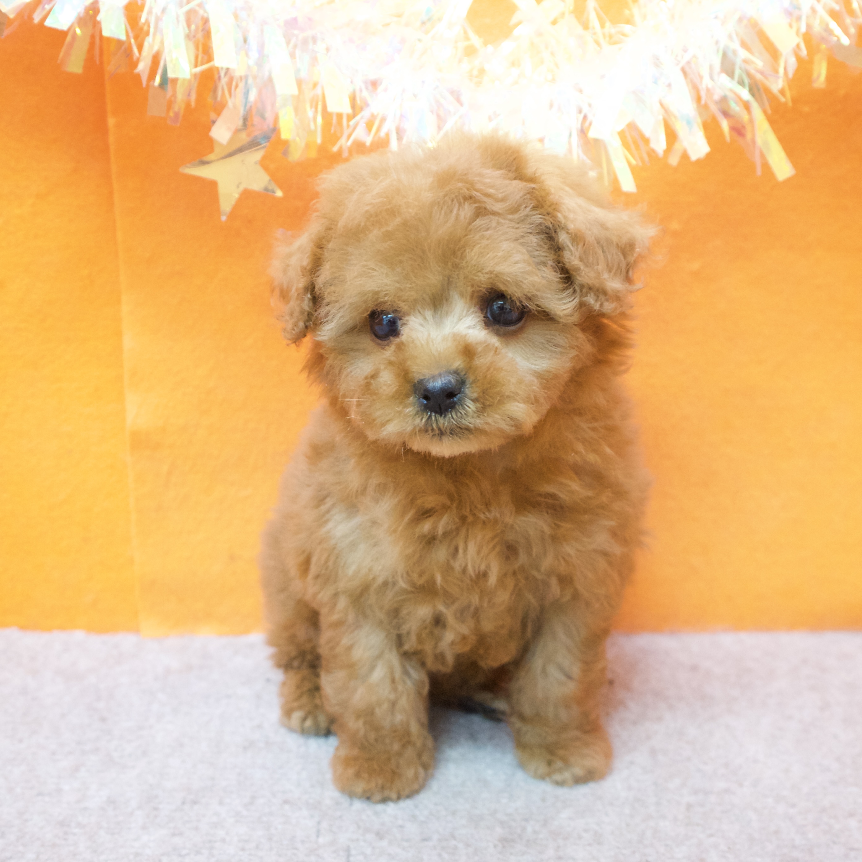 大阪府のトイプードル(タイニー) (犬の家＆猫の里吹田店/2025年12月3日生まれ/女の子/レッドフォーン)の子犬の3枚目の画像