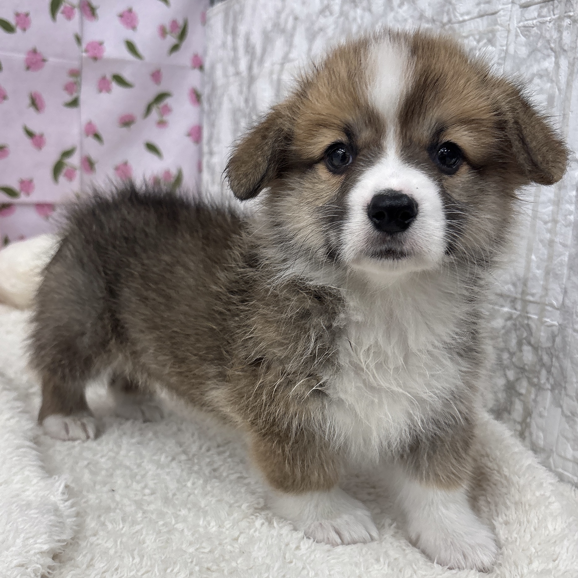 愛知県のウェルシュコーギーペンブローク (犬の家＆猫の里エアポートウォーク店/2026年6月24日生まれ/男の子/セーブルホワイト)の子犬の3枚目の画像