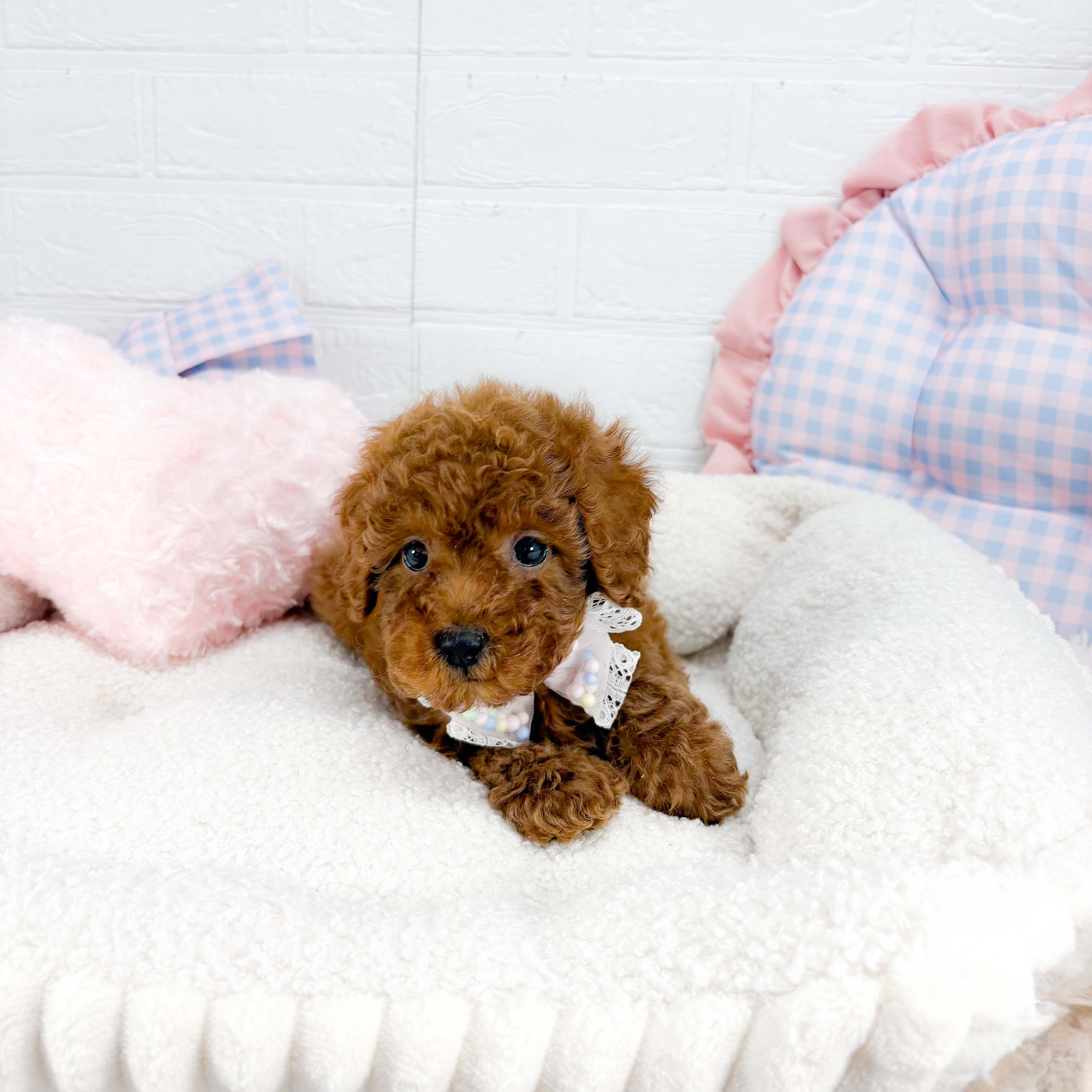 神奈川県のトイプードル(トイ) (犬の家＆猫の里元住吉ブレーメン通り店/2025年9月1日生まれ/女の子/レッド)の子犬の3枚目の画像