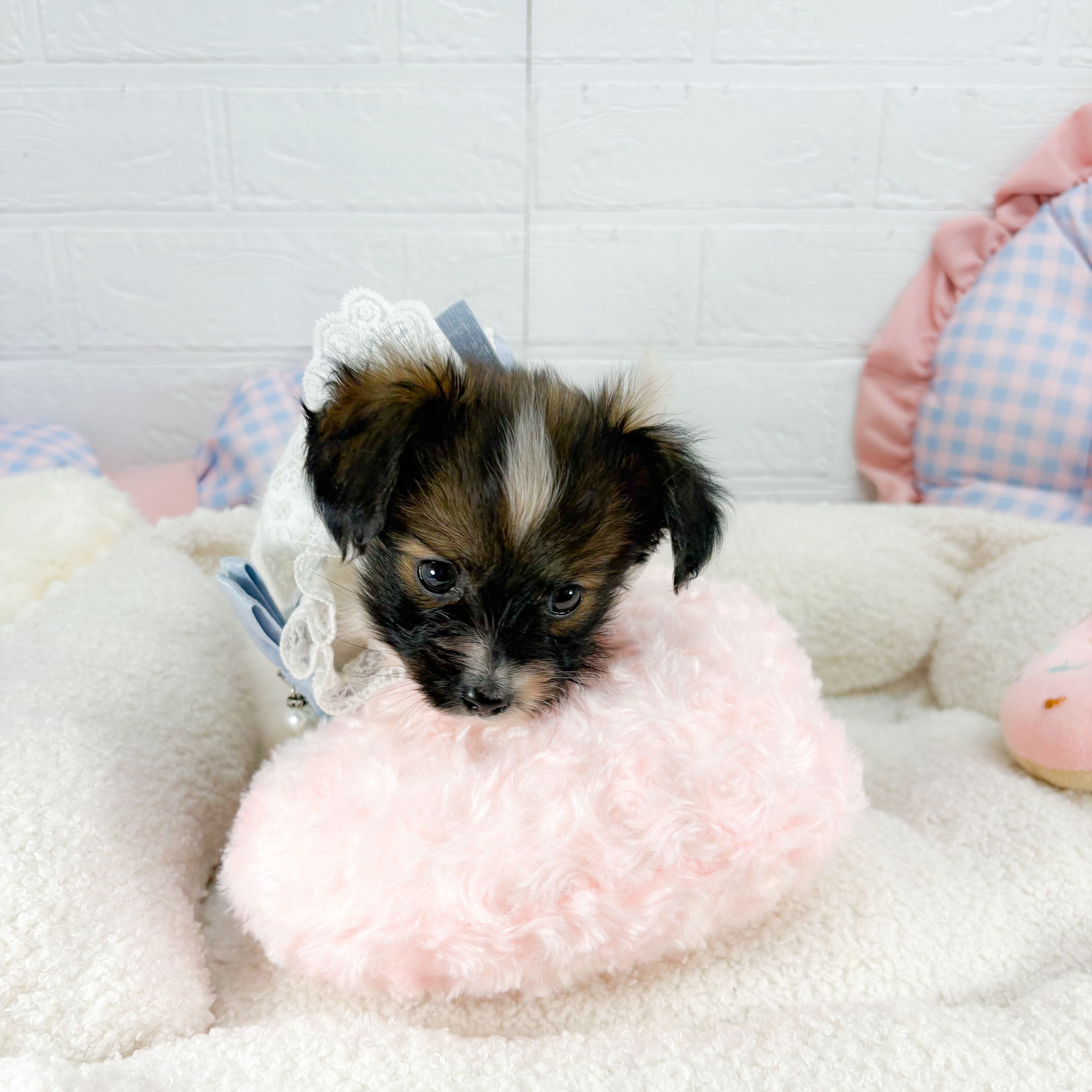 神奈川県のパピヨン (犬の家＆猫の里元住吉ブレーメン通り店/2025年9月2日生まれ/男の子/ホワイトブラウン)の子犬の3枚目の画像