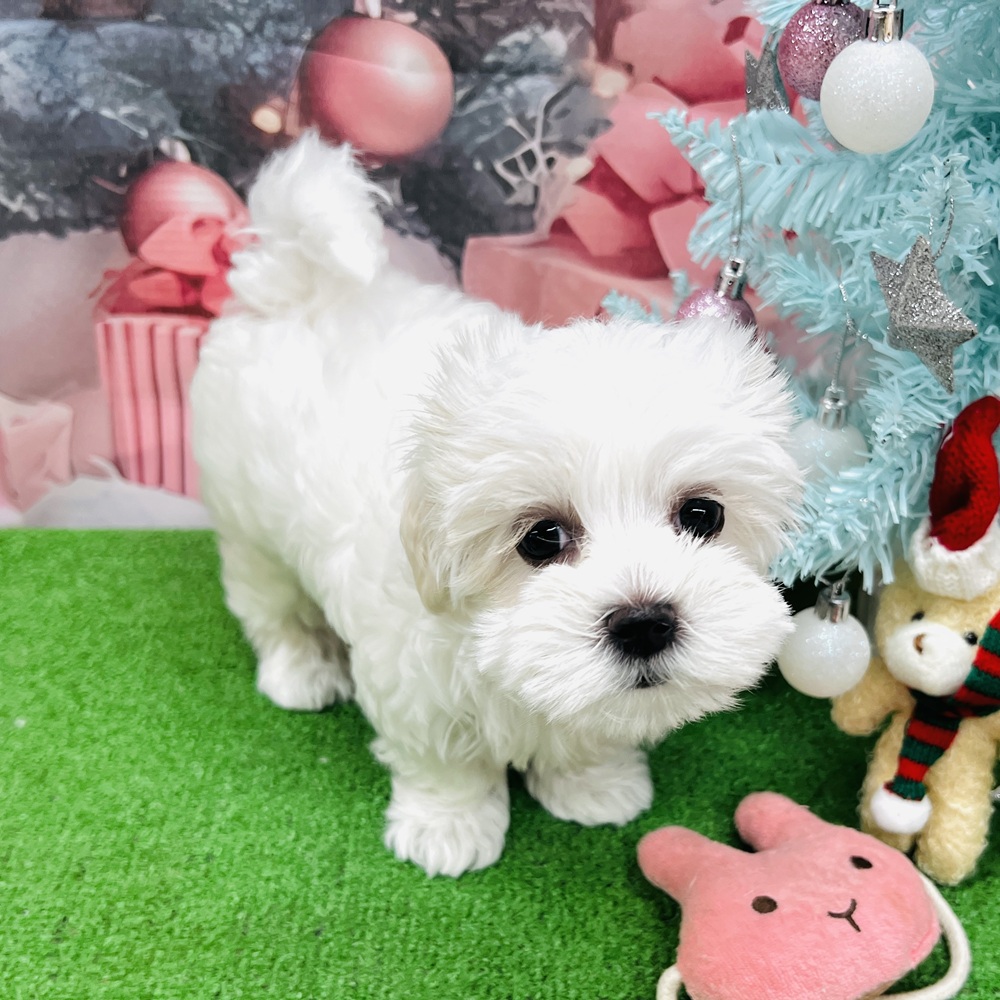 愛知県のマルチーズ (犬の家＆猫の里名古屋天白店/2025年8月29日生まれ/女の子/ホワイト)の子犬の1枚目の画像