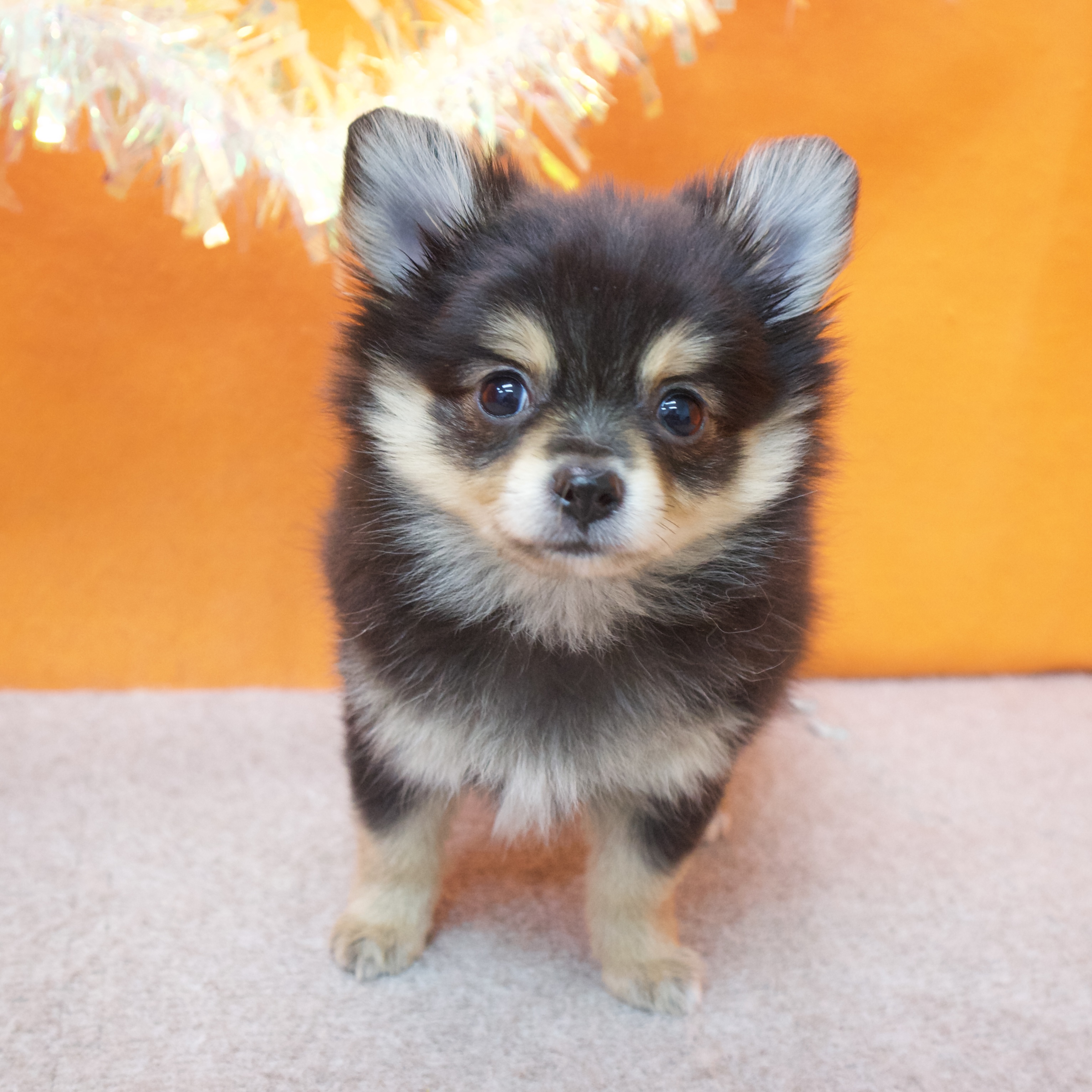 大阪府のポメチワ/チワポメ/ポメチー(ポメラニアン×チワワ) (犬の家＆猫の里吹田店/2025年12月5日生まれ/男の子/ブラックタン)の子犬の3枚目の画像