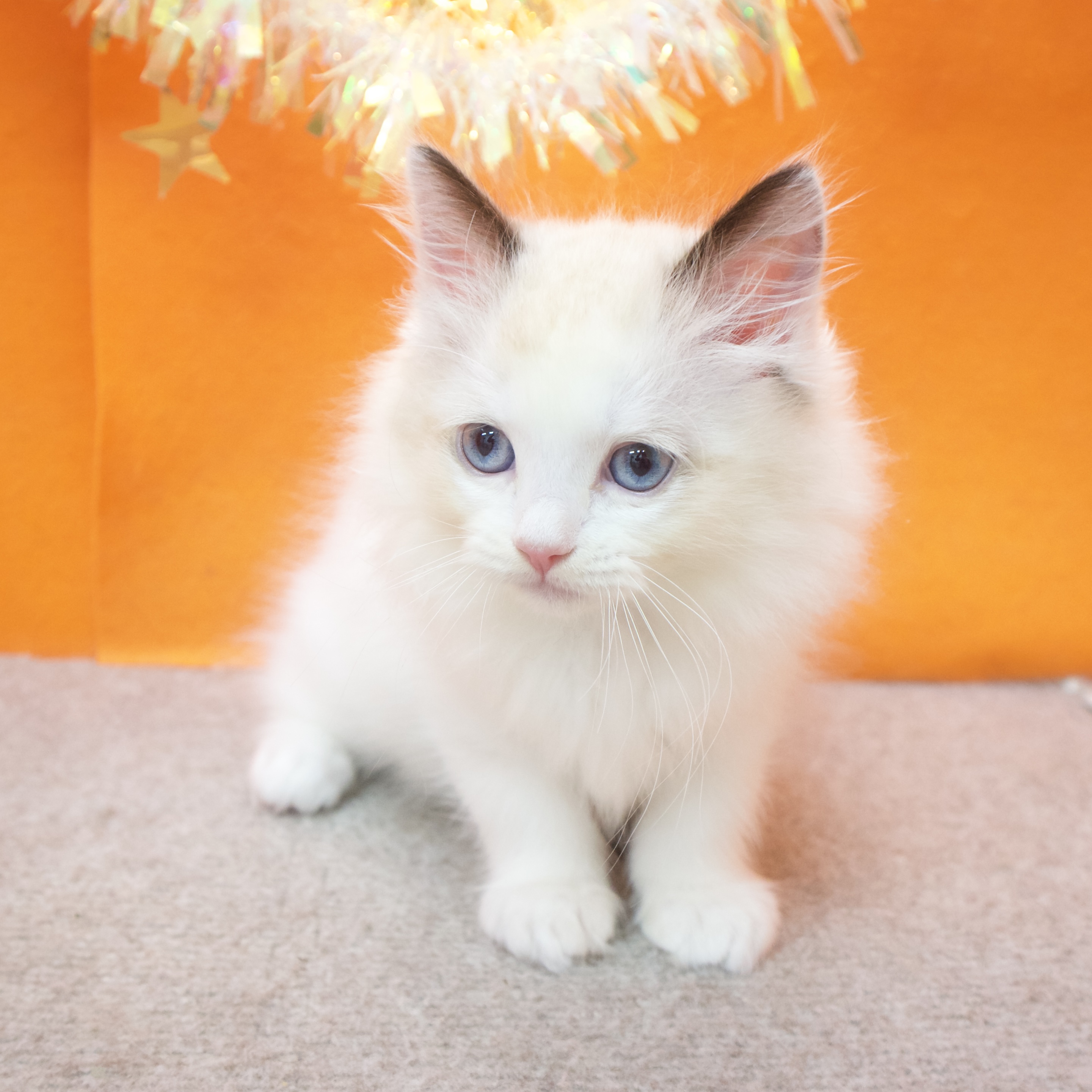 大阪府のラグドール (犬の家＆猫の里吹田店/2025年12月4日生まれ/男の子/シールポイントバイカラー)の子猫の3枚目の画像