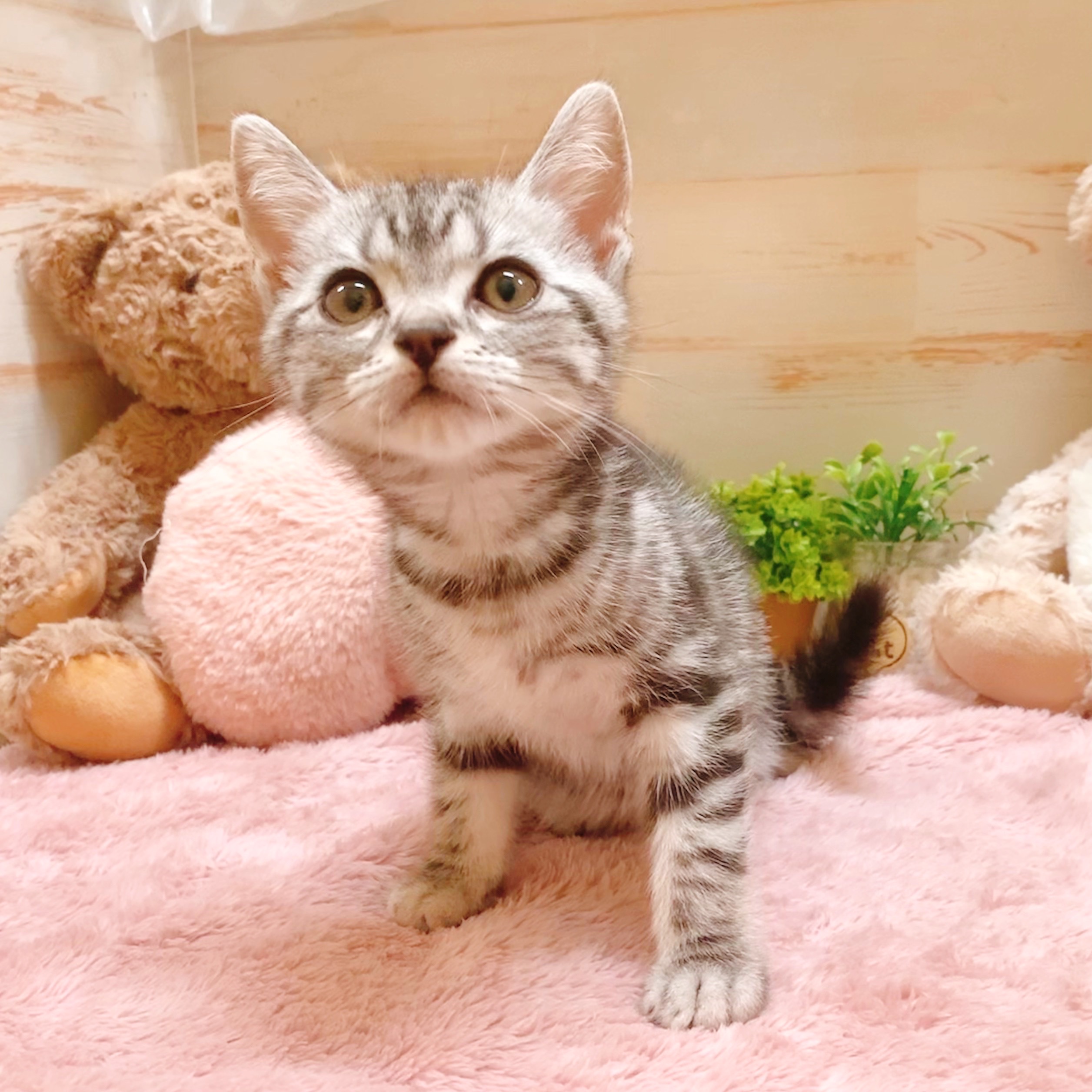 兵庫県のアメリカンショートヘアー (犬の家＆猫の里神戸店/2025年5月25日生まれ/男の子/シルバータビー)の子猫の3枚目の画像