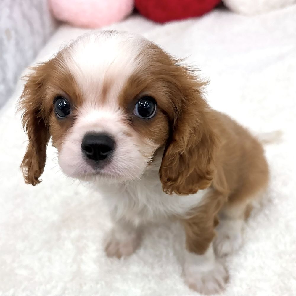 愛知県のキャバリアキングチャールズスパニエル (犬の家＆猫の里エアポートウォーク店/2026年8月2日生まれ/男の子/ブレンハイム)の子犬の3枚目の画像