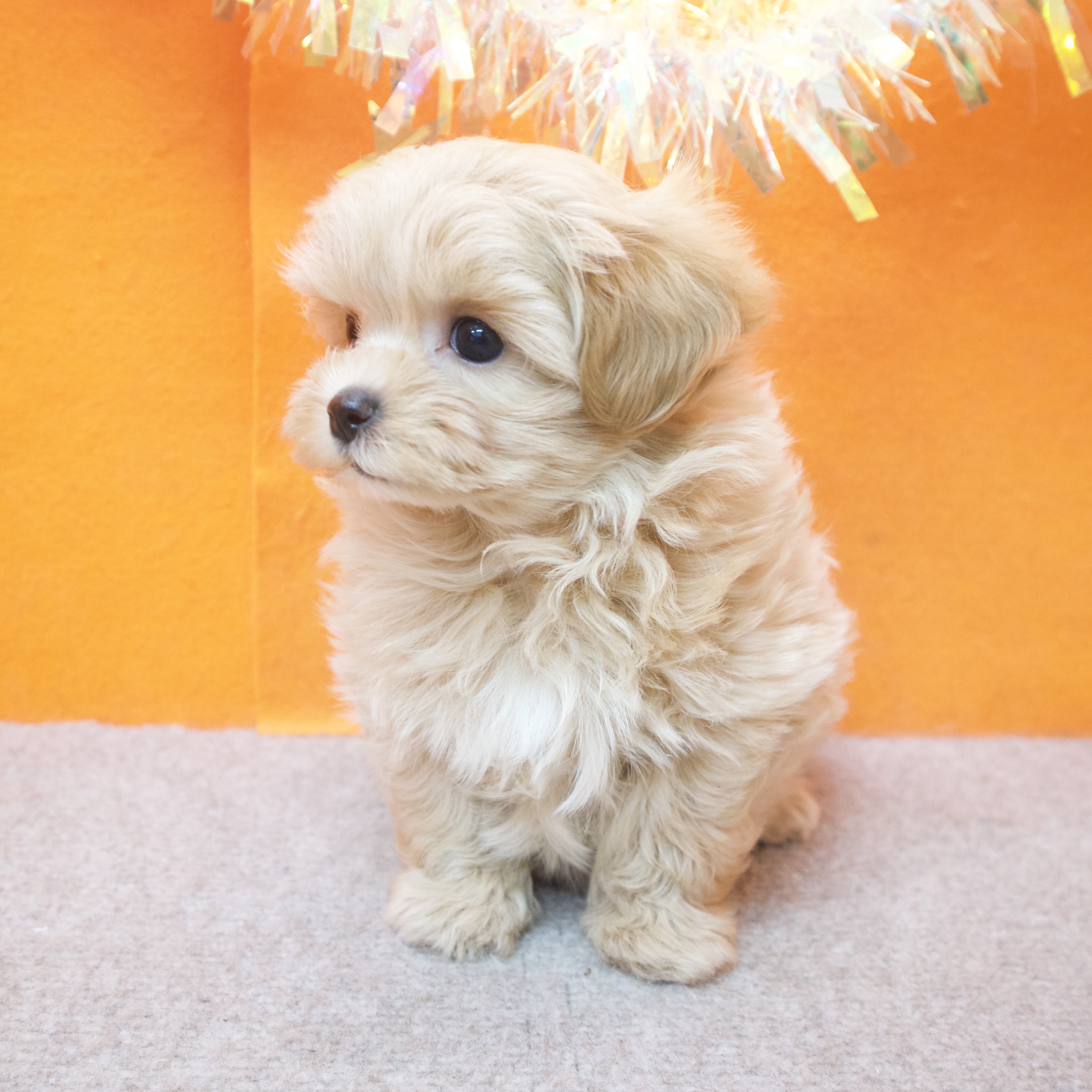 大阪府のマルプー(マルチーズ×プードル) (犬の家＆猫の里吹田店/2025年12月6日生まれ/女の子/アプリコット)の子犬の3枚目の画像
