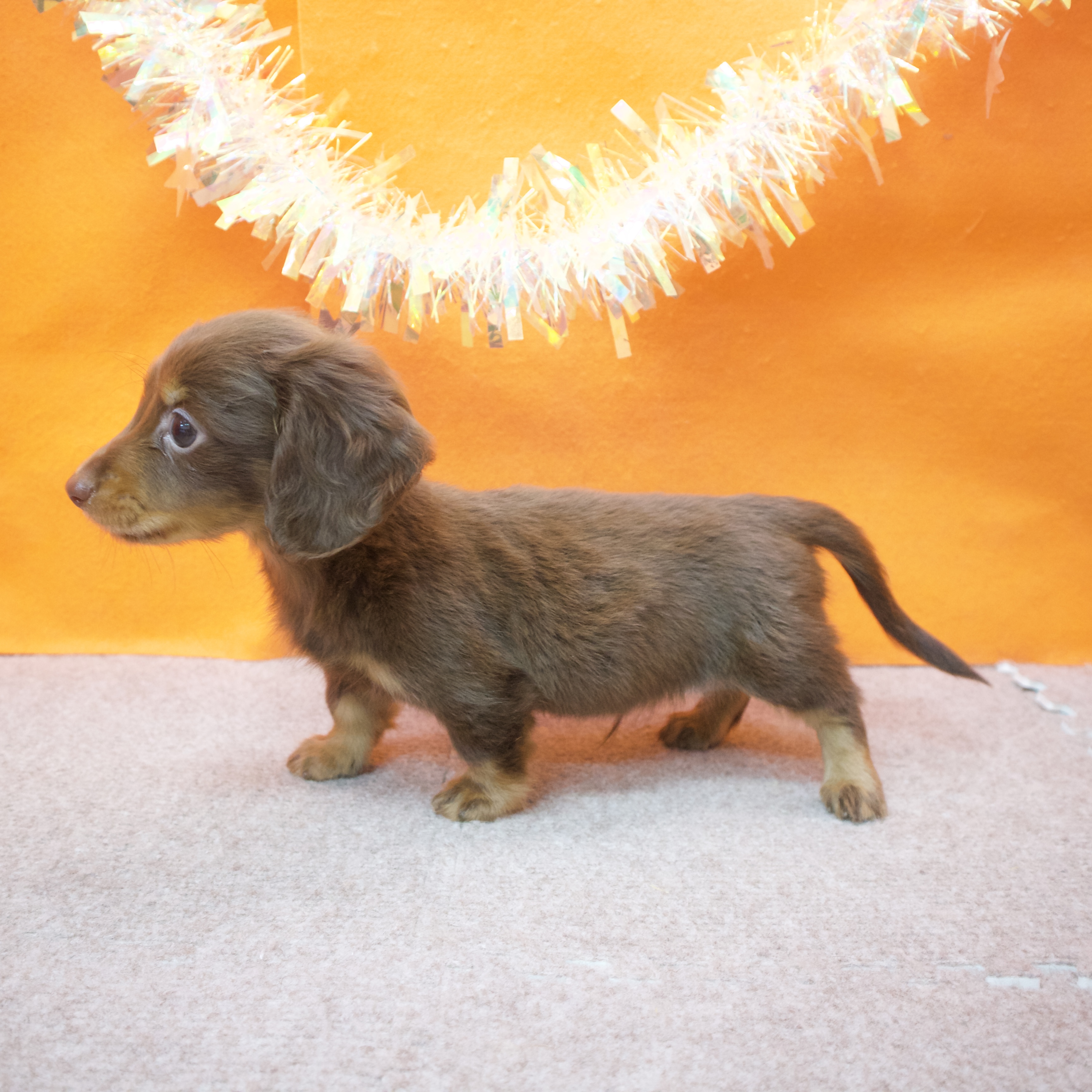 大阪府のカニンヘンダックスフンド(ロング) (犬の家＆猫の里吹田店/2025年12月13日生まれ/男の子/ブラウンタン)の子犬の3枚目の画像