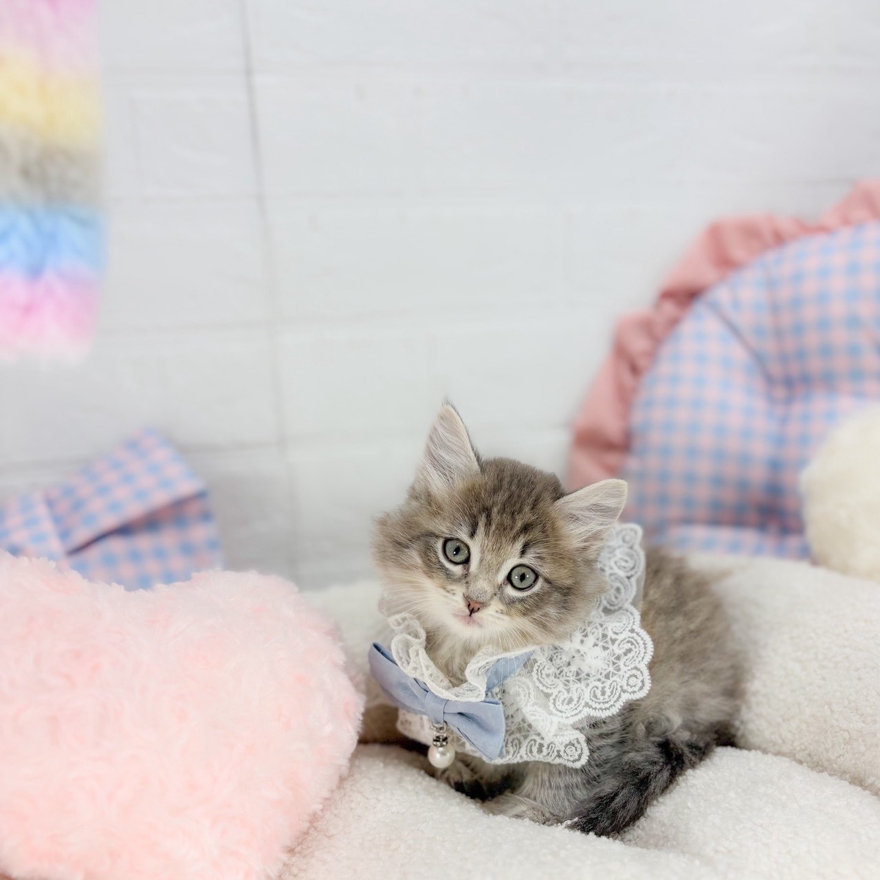 神奈川県のサイベリアン (犬の家＆猫の里元住吉ブレーメン通り店/2025年9月1日生まれ/男の子/ブルータビー)の子猫の3枚目の画像