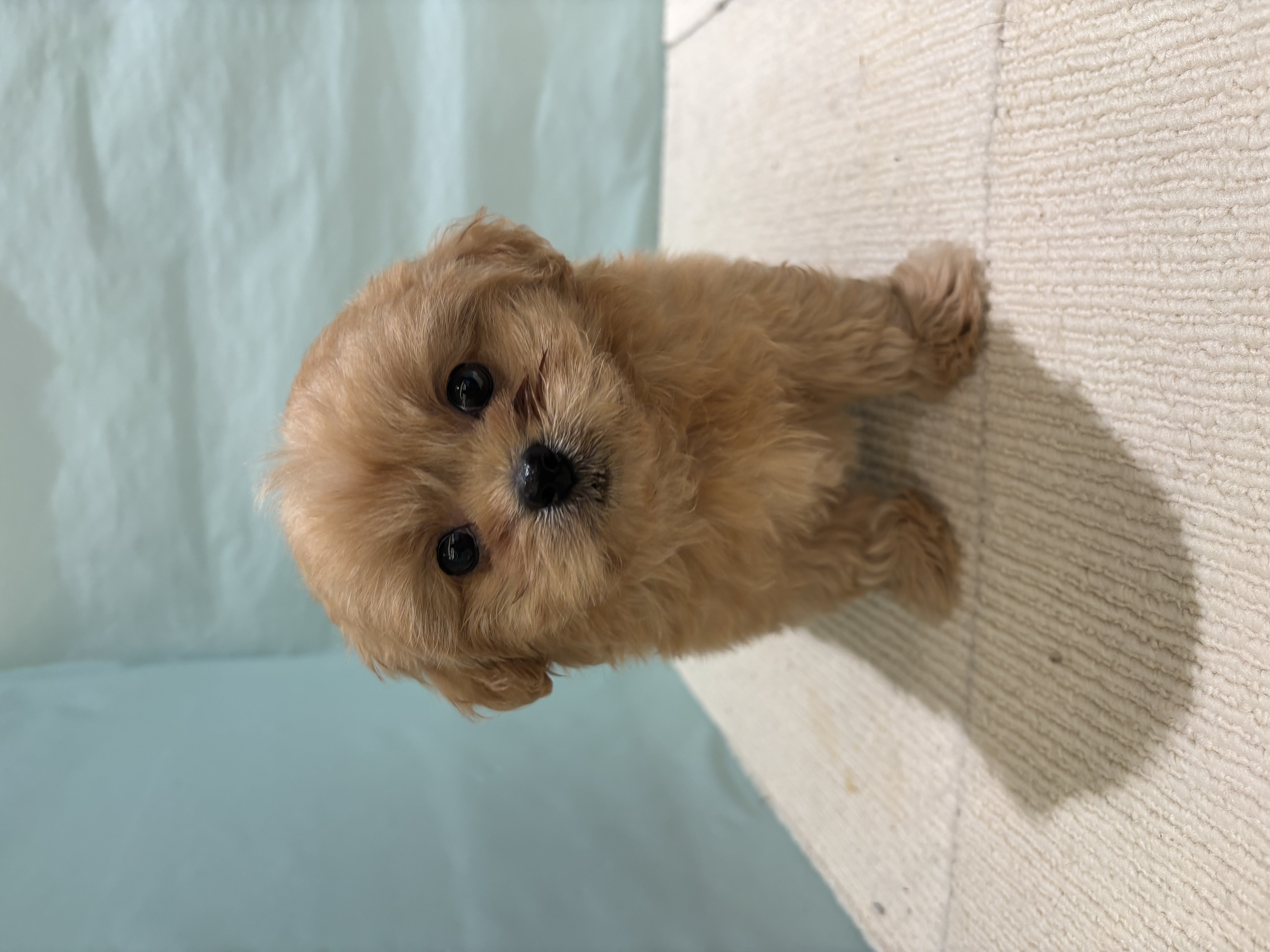 愛知県のペキプー(ペキニーズ×プードル) (犬の家＆猫の里碧南店/2025年9月15日生まれ/男の子/アプリコット)の子犬の3枚目の画像