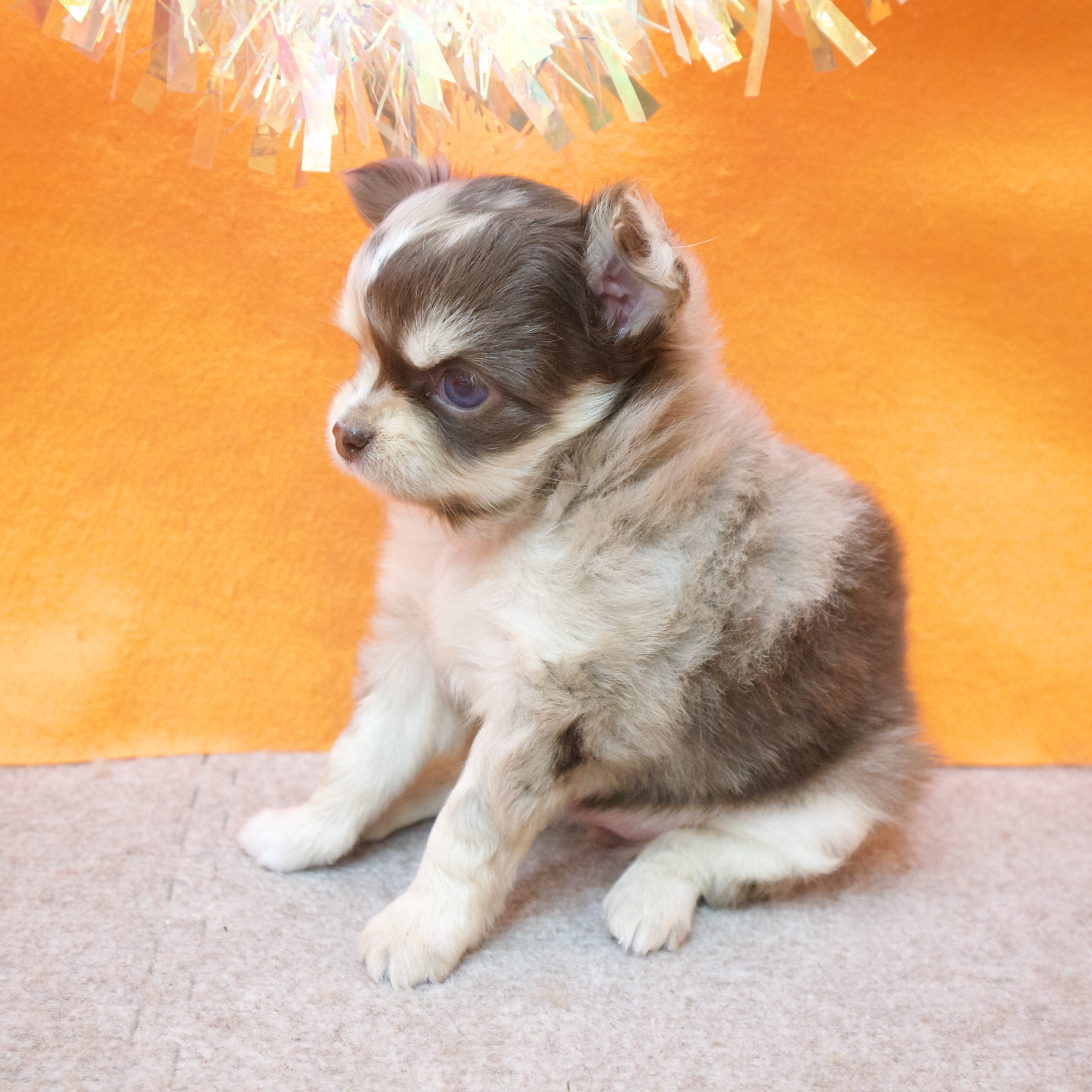 大阪府のチワワ(ロング) (犬の家＆猫の里吹田店/2025年12月12日生まれ/女の子/チョコレートマール)の子犬の3枚目の画像