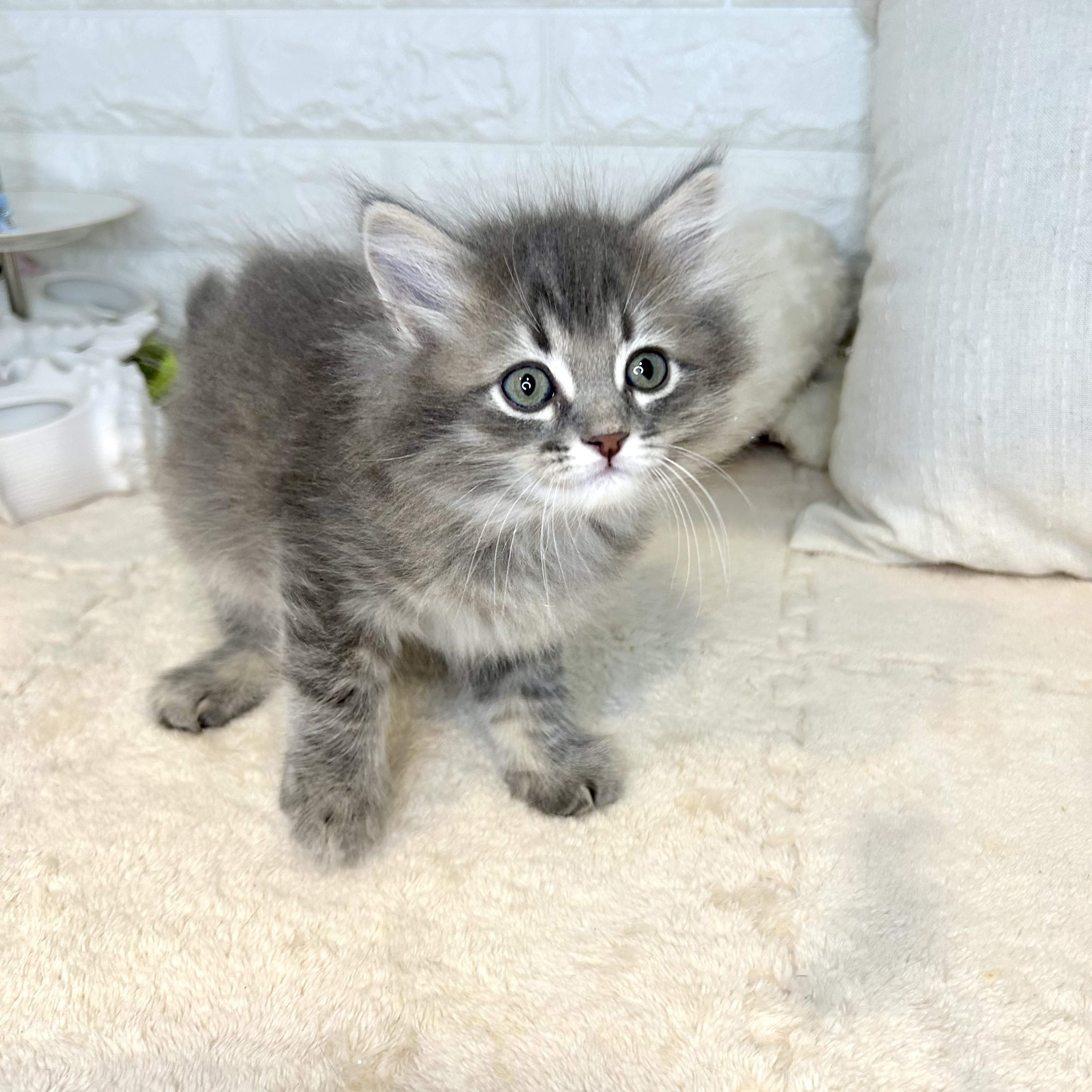 東京都のサイベリアン (犬の家＆猫の里新宿店/2025年9月8日生まれ/男の子/ブルータビー)の子猫の3枚目の画像