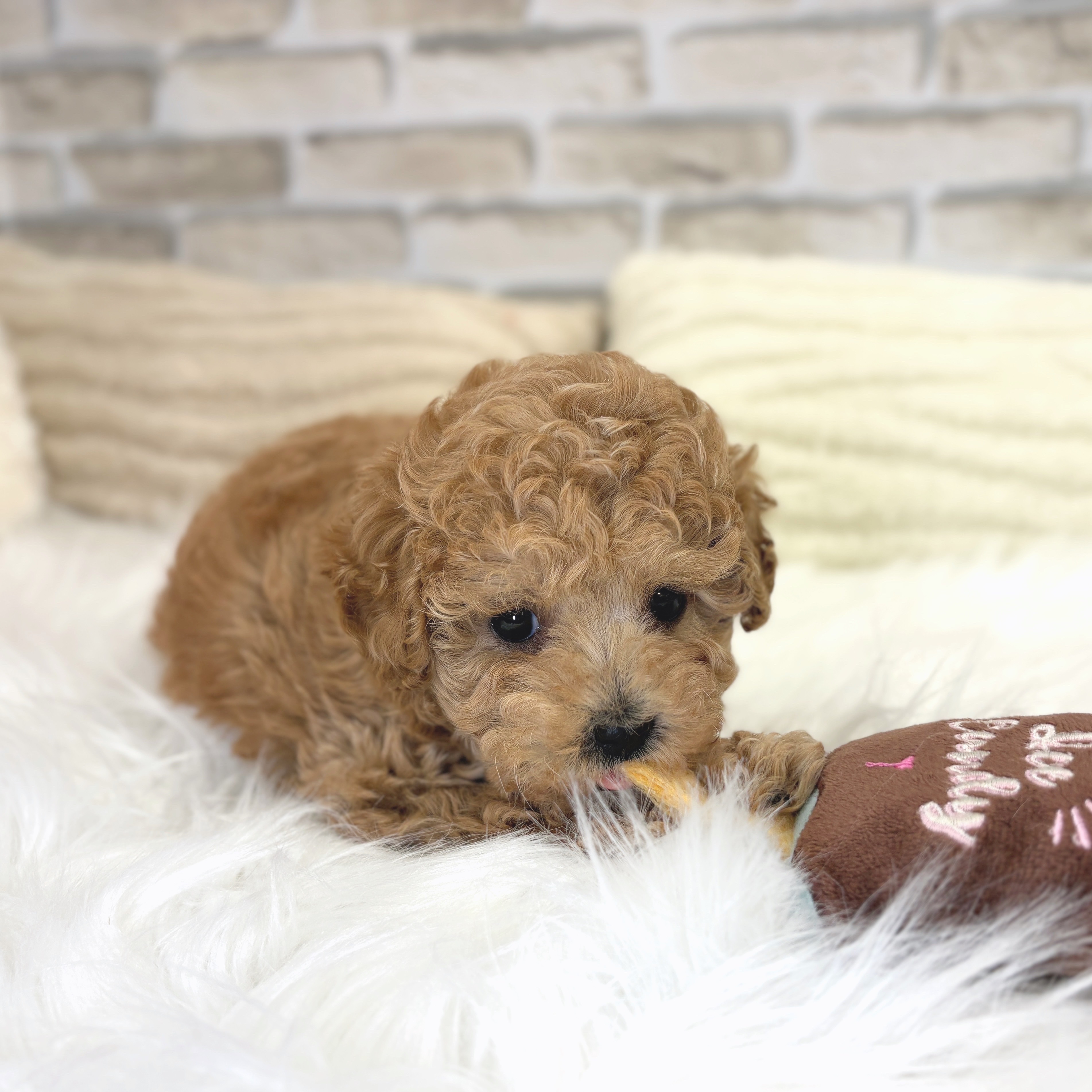 神奈川県のタイニープードル (犬の家＆猫の里モザイクモール港北店/2025年5月24日生まれ/女の子/レッド)の子犬の3枚目の画像