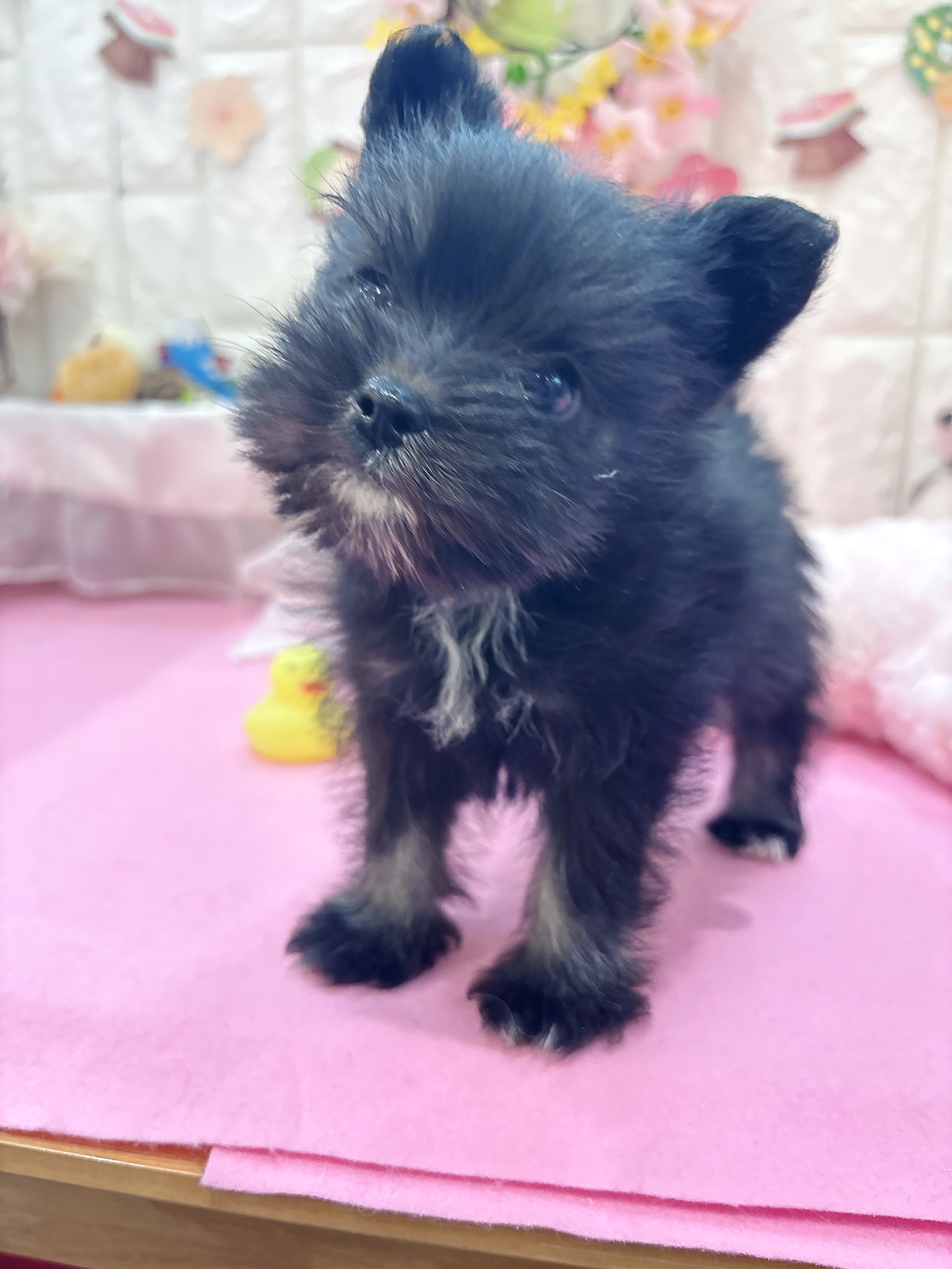 岡山県のポメシュナ/シュナポメ(ポメラニアン×シュナウザー) (犬の家＆猫の里倉敷店/2025年12月28日生まれ/女の子/ブラックシルバー)の子犬の3枚目の画像