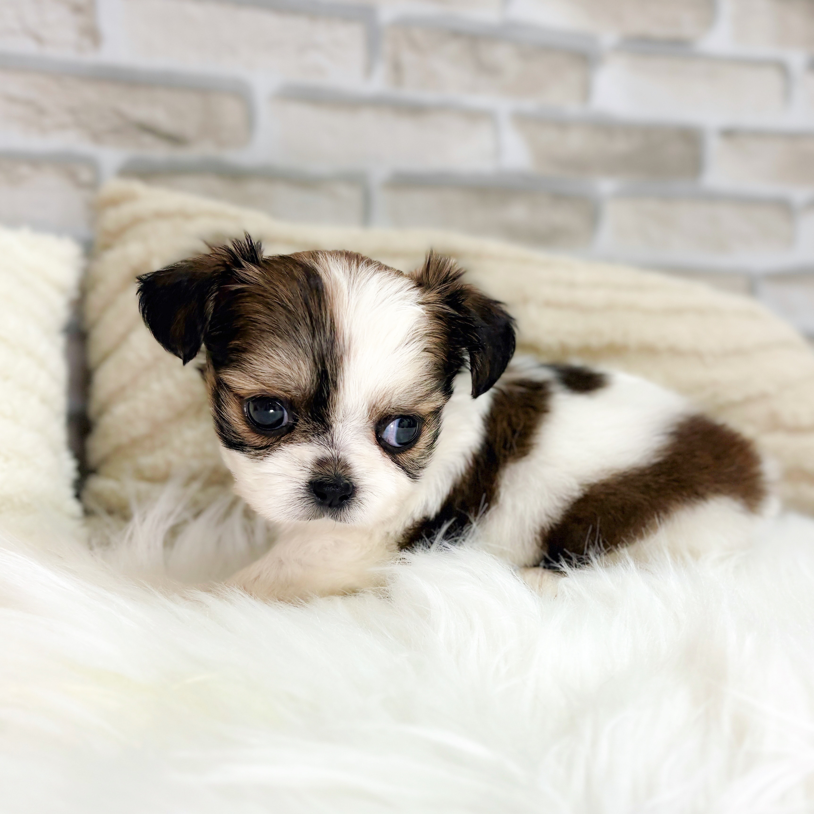 神奈川県のチワズー/チワシーズ(チワワ×シーズー) (犬の家＆猫の里元住吉ブレーメン通り店/2025年8月12日生まれ/女の子/ゴールドホワイト)の子犬の3枚目の画像