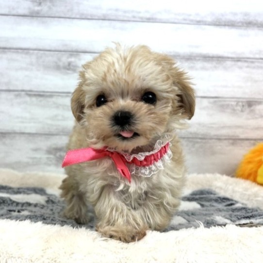 兵庫県のマルプー(マルチーズ×プードル) (犬の家＆猫の里川西店/2026年2月8日生まれ/女の子/アプリコット)の子犬の3枚目の画像