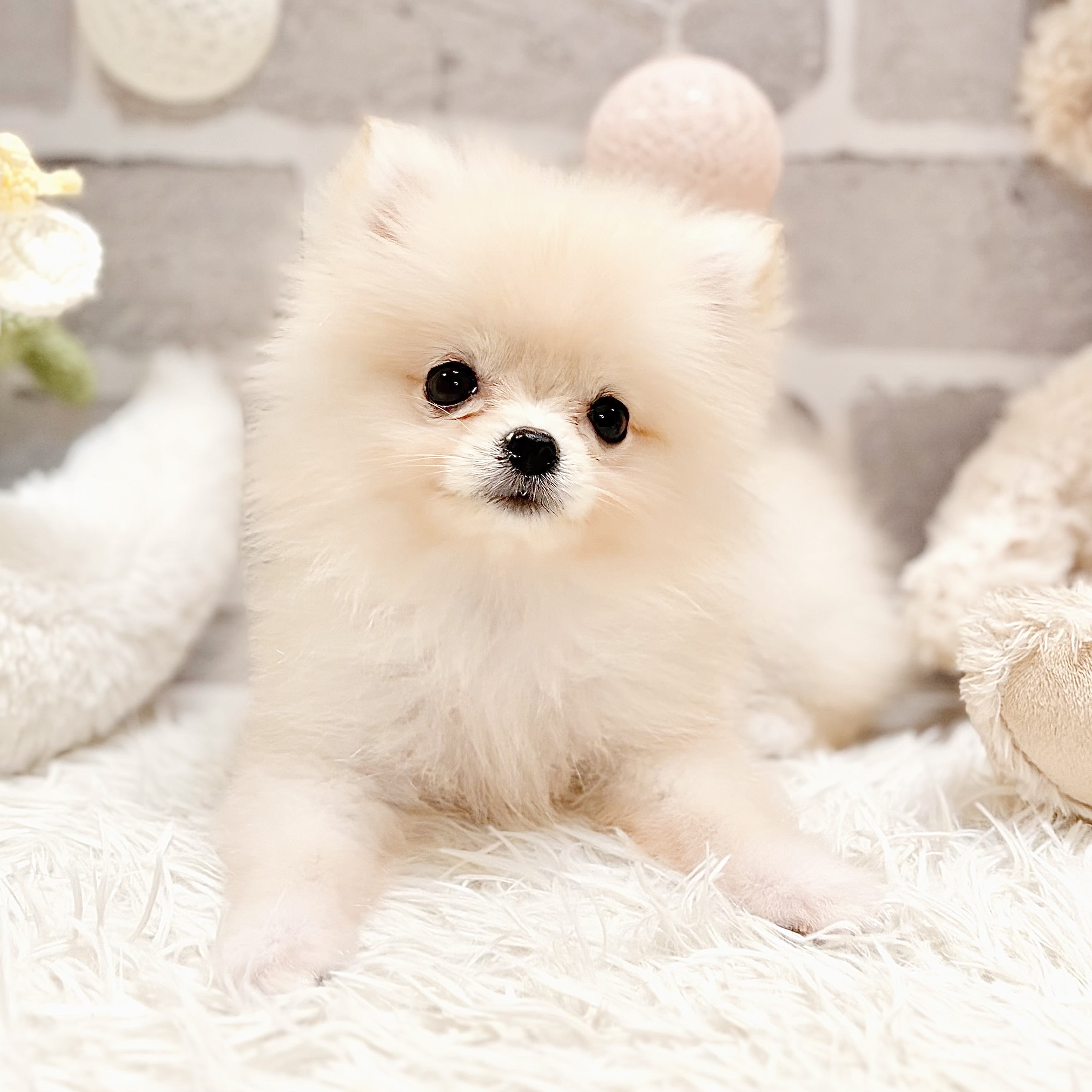 兵庫県のポメラニアン (犬の家＆猫の里神戸店/2026年6月8日生まれ/女の子/クリーム)の子犬の3枚目の画像