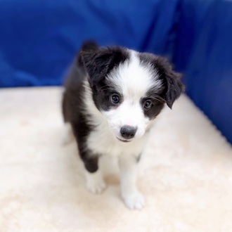 愛知県のボーダーコリー (犬の家＆猫の里一宮店/2025年8月29日生まれ/女の子/ブラックホワイト)の子犬の3枚目の画像
