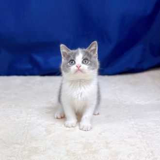 愛知県のブリティッシュショートヘアー (犬の家＆猫の里一宮店/2025年8月29日生まれ/男の子/ブルーホワイト)の子猫の3枚目の画像