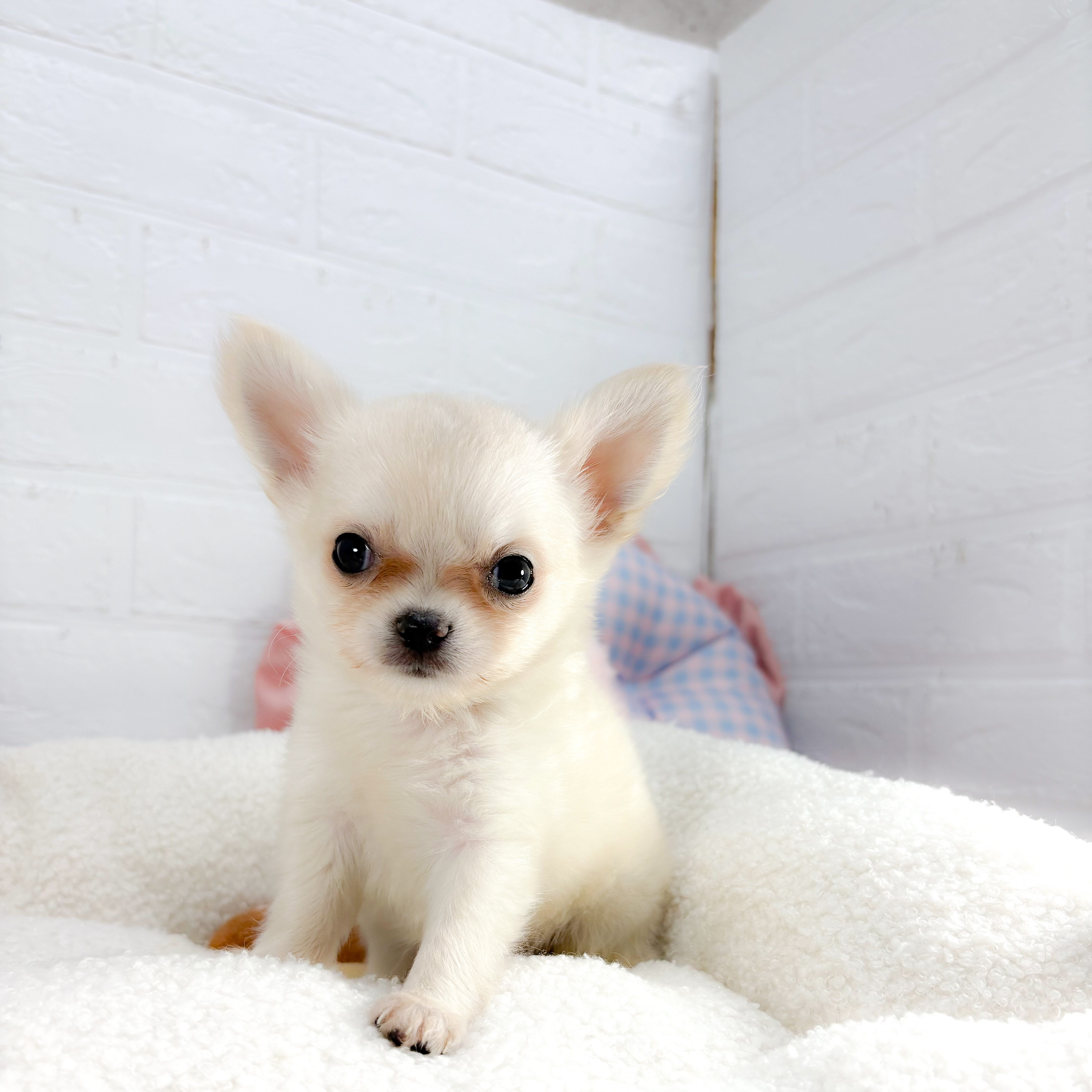 神奈川県のチワワ(ロング) (犬の家＆猫の里元住吉ブレーメン通り店/2025年8月19日生まれ/男の子/クリーム)の子犬の3枚目の画像