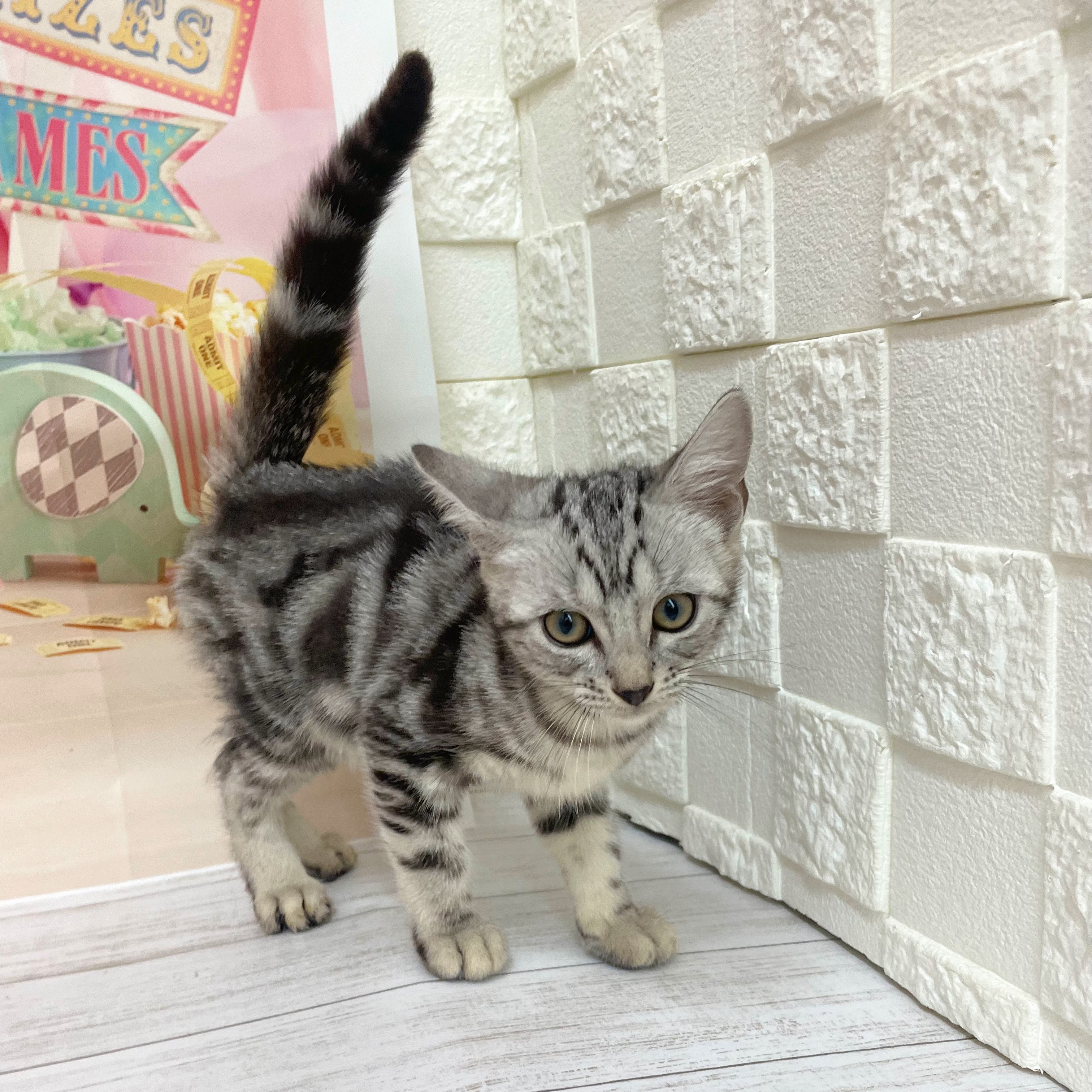 兵庫県のアメリカンショートヘアー (犬の家＆猫の里尼崎店/2026年7月15日生まれ/女の子/シルバータビー)の子猫の3枚目の画像