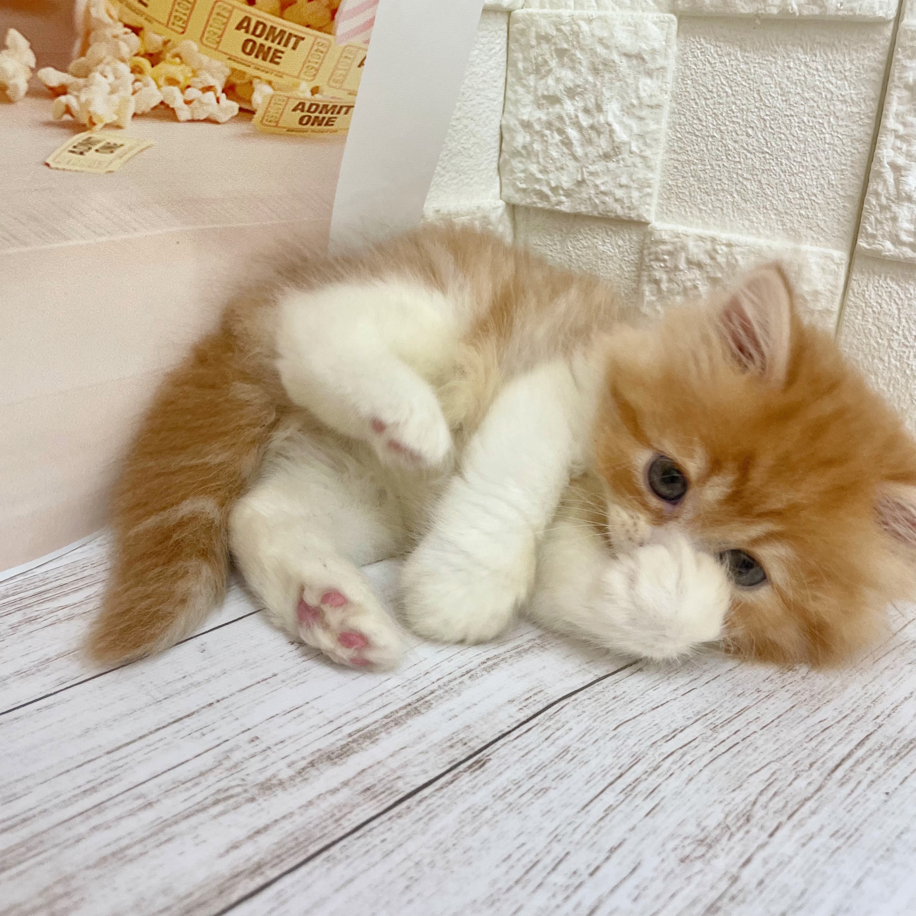 兵庫県のマンチカン (犬の家＆猫の里尼崎店/2026年7月13日生まれ/女の子/レッドタビーホワイト)の子猫の3枚目の画像