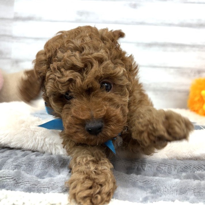 兵庫県のトイプードル(トイ) (犬の家＆猫の里川西店/2026年2月9日生まれ/男の子/レッドフォーン)の子犬の3枚目の画像