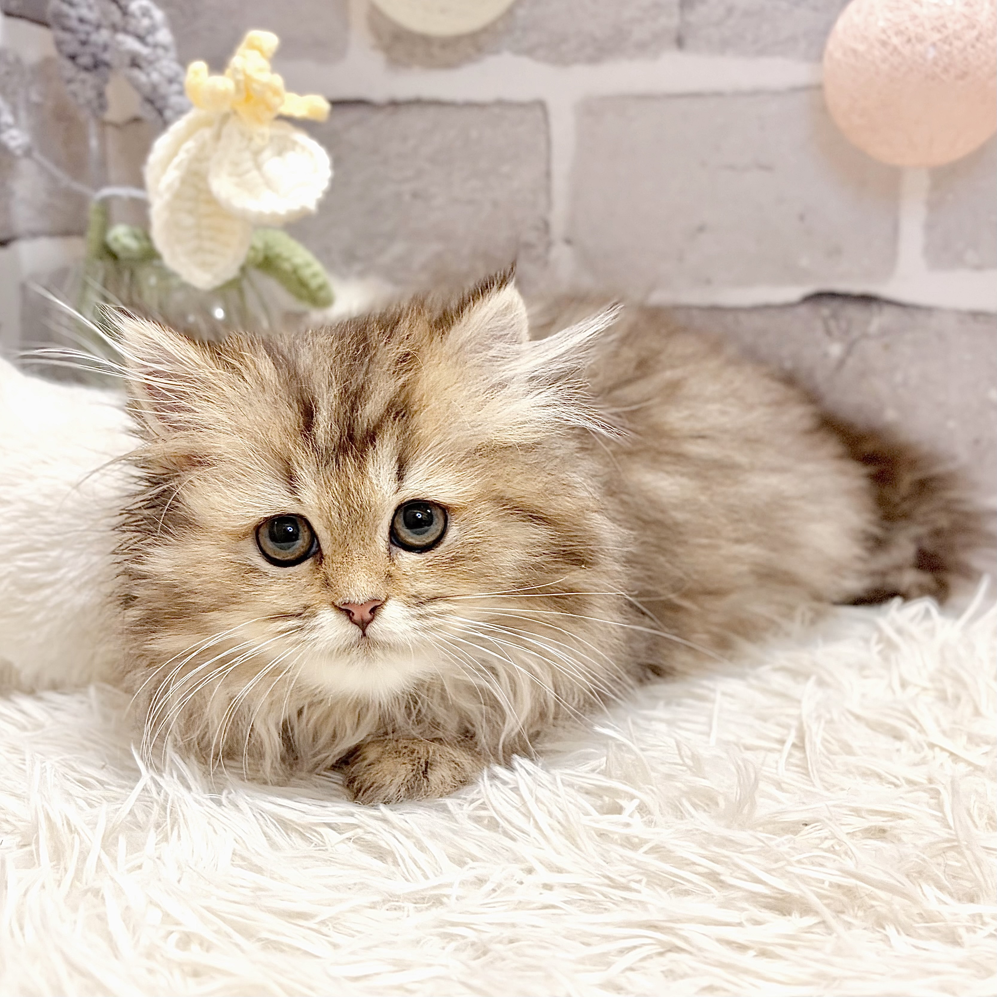 兵庫県のペルシャ (犬の家＆猫の里神戸店/2026年6月26日生まれ/女の子/チンチラゴールデン)の子猫の3枚目の画像