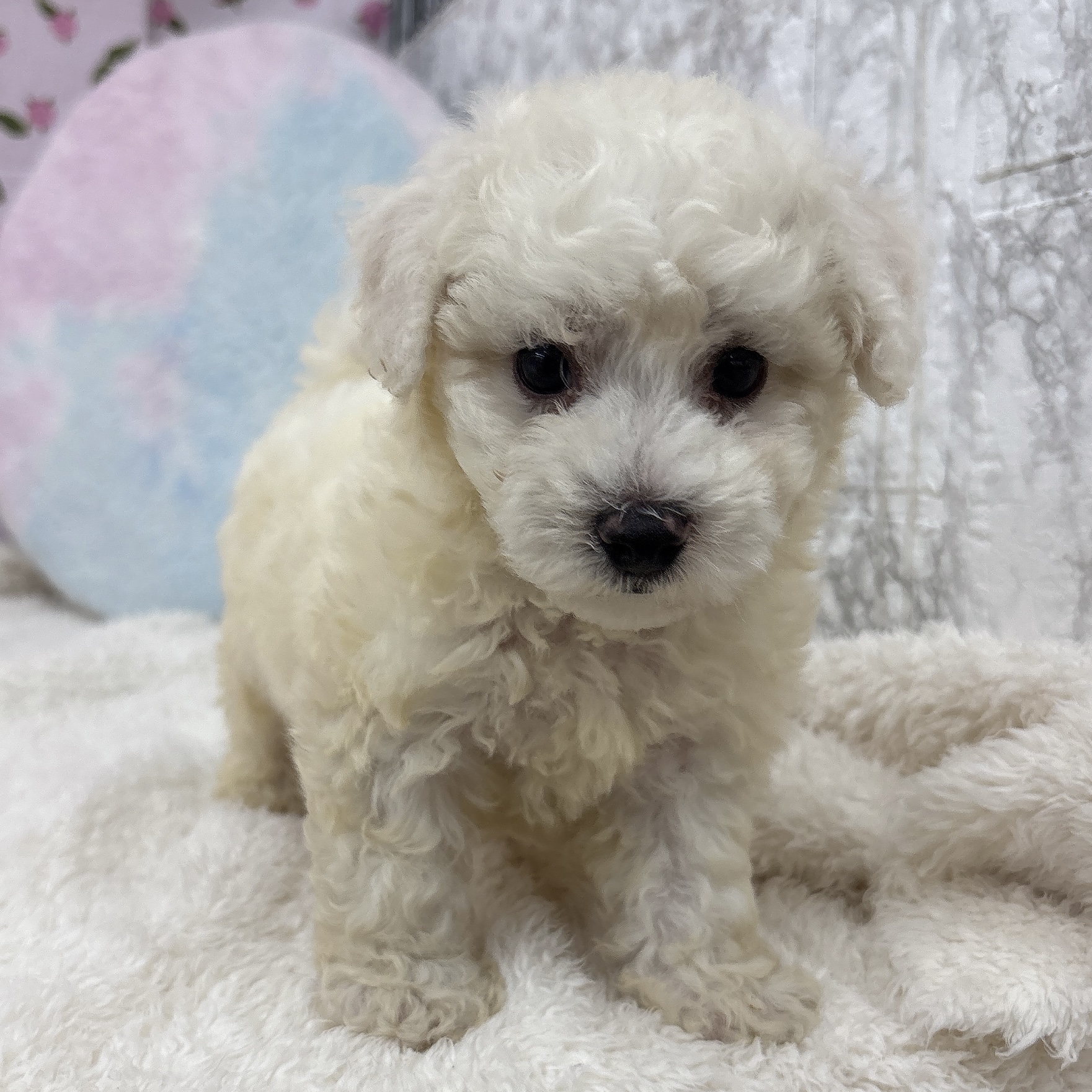愛知県のビションフリーゼ (犬の家＆猫の里エアポートウォーク店/2026年6月30日生まれ/男の子/ホワイト)の子犬の3枚目の画像