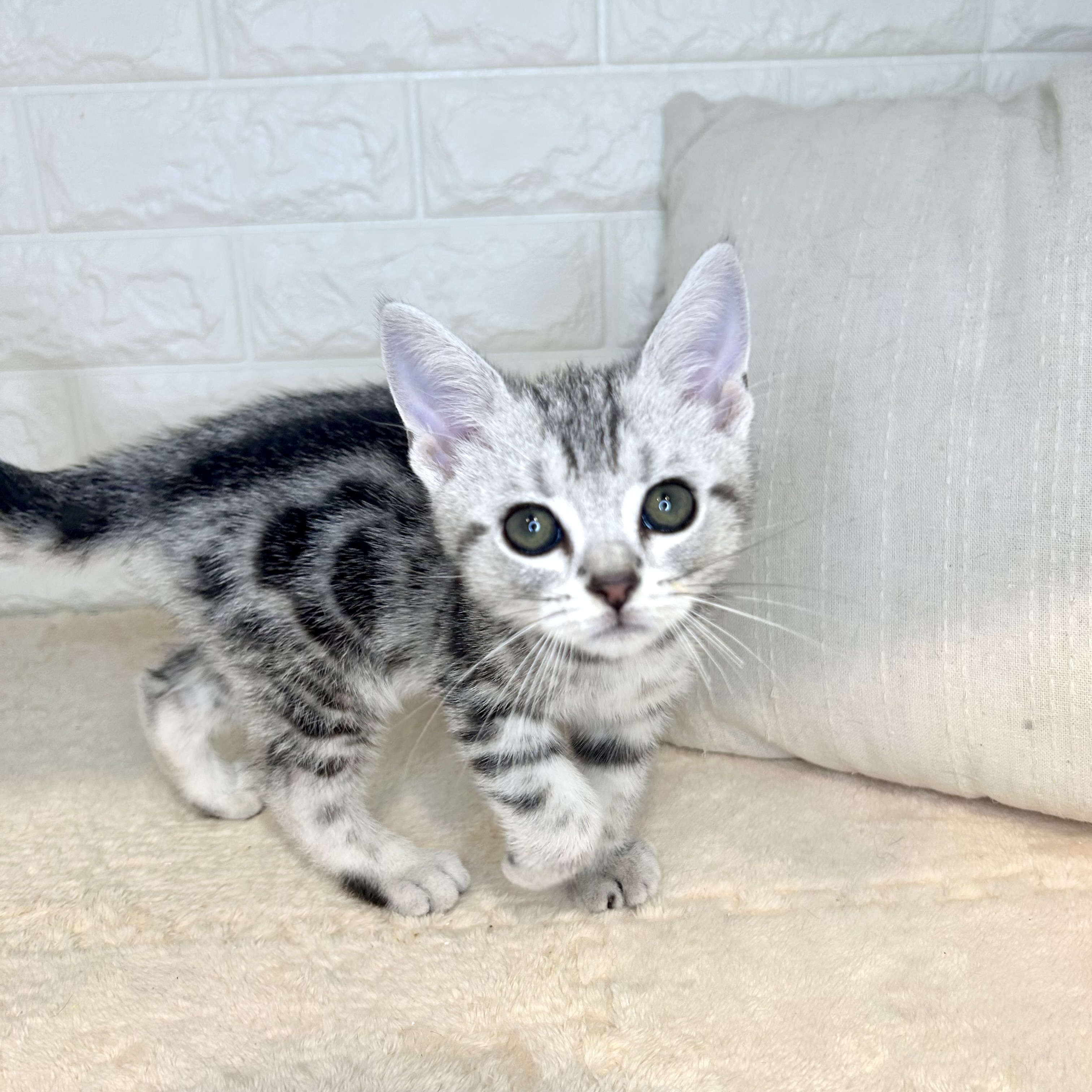 東京都のアメリカンショートヘアー (犬の家＆猫の里新宿店/2025年9月6日生まれ/男の子/シルバータビー)の子猫の3枚目の画像