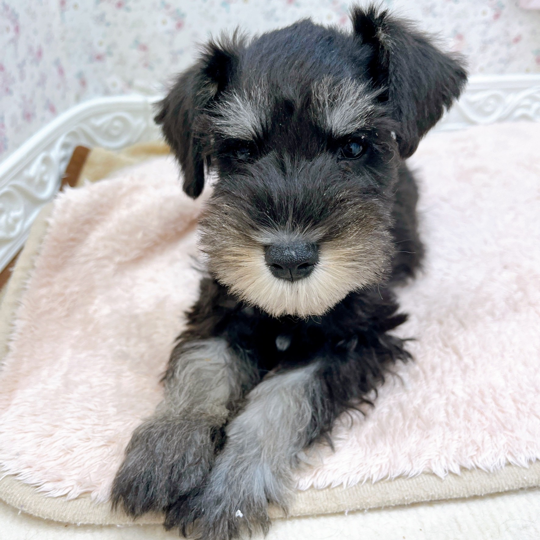 石川県のミニチュアシュナウザー (犬の家＆猫の里アミーゴ金沢有松店/2025年10月5日生まれ/男の子/ブラックシルバー)の子犬の3枚目の画像