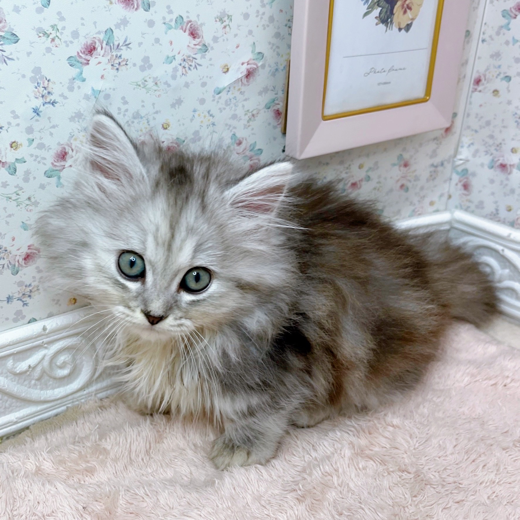 石川県のミヌエット (犬の家＆猫の里アミーゴ金沢有松店/2025年10月4日生まれ/女の子/シルバーパッチドタビーホワイト)の子猫の3枚目の画像