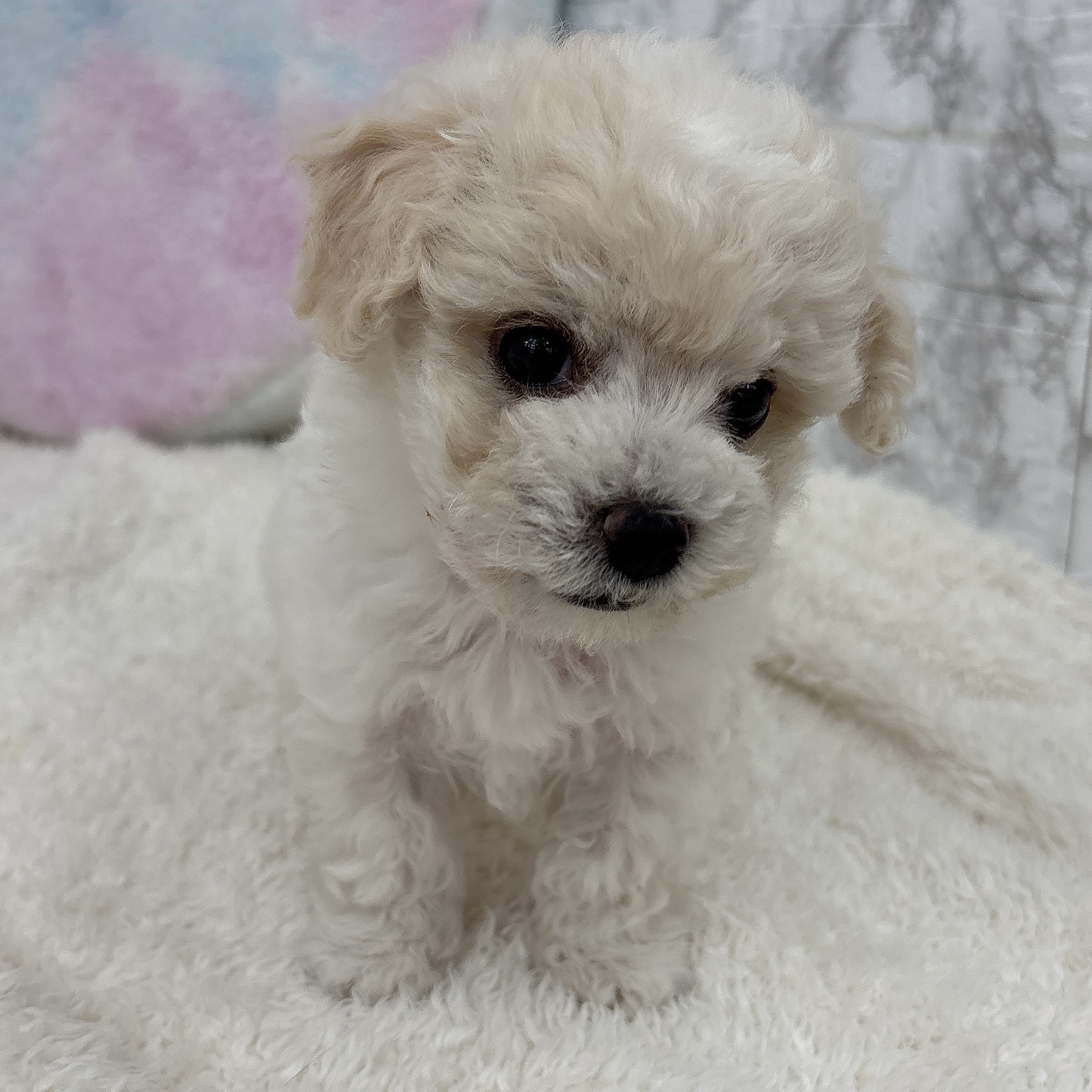 愛知県のビションプー(ビションフリーゼ×プードル) (犬の家＆猫の里エアポートウォーク店/2026年6月24日生まれ/男の子/ホワイトクリーム)の子犬の3枚目の画像